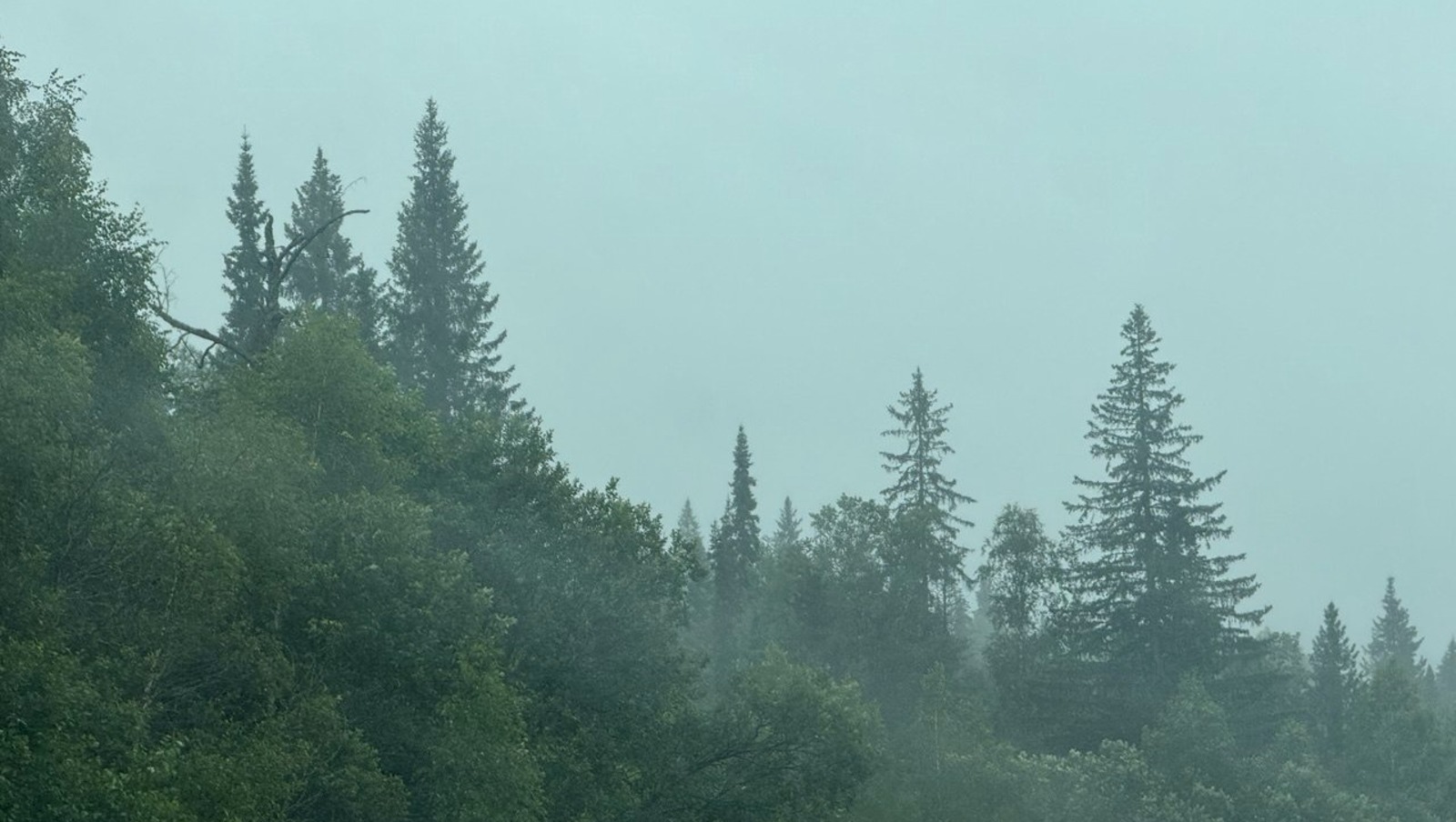 Елены Колоколовой.