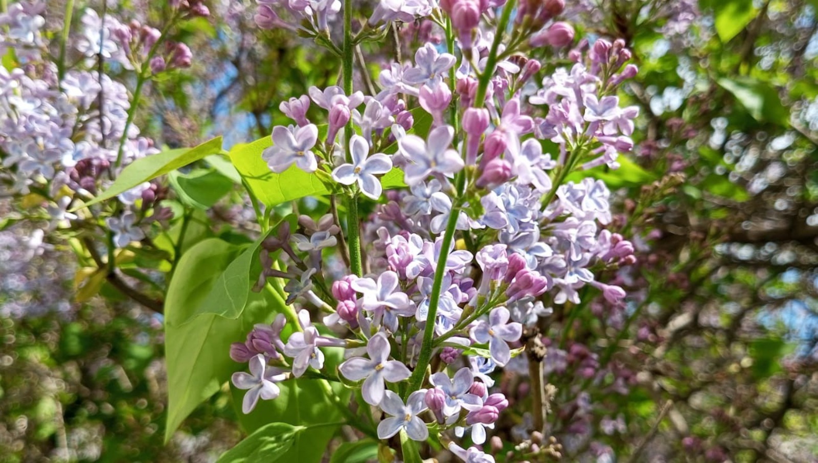Евгении Сюткиной.