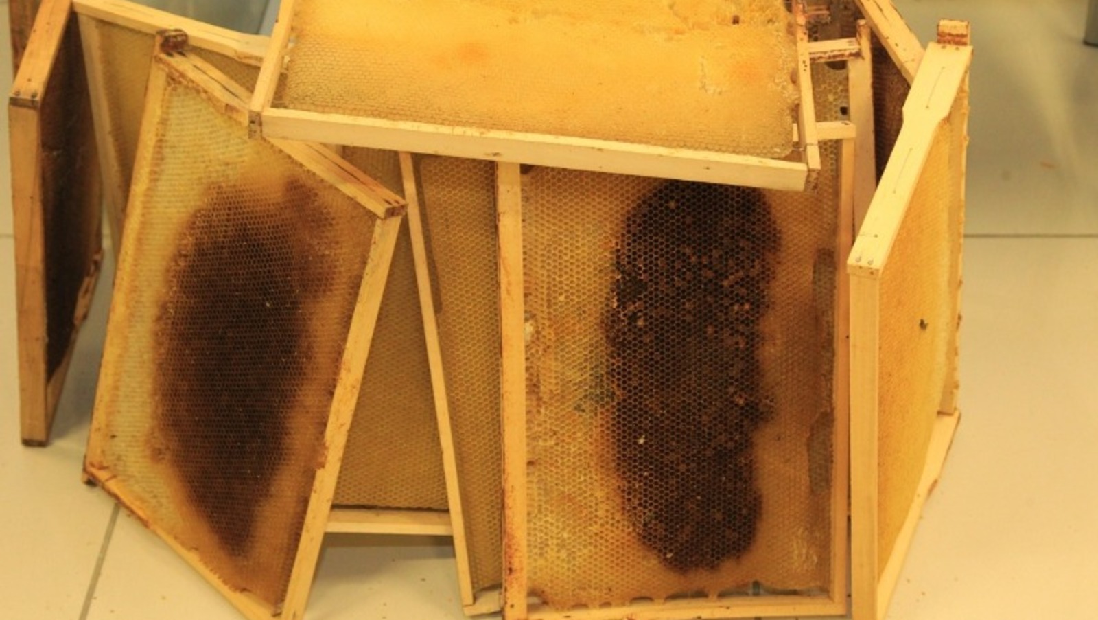 Дарьи Святохиной.