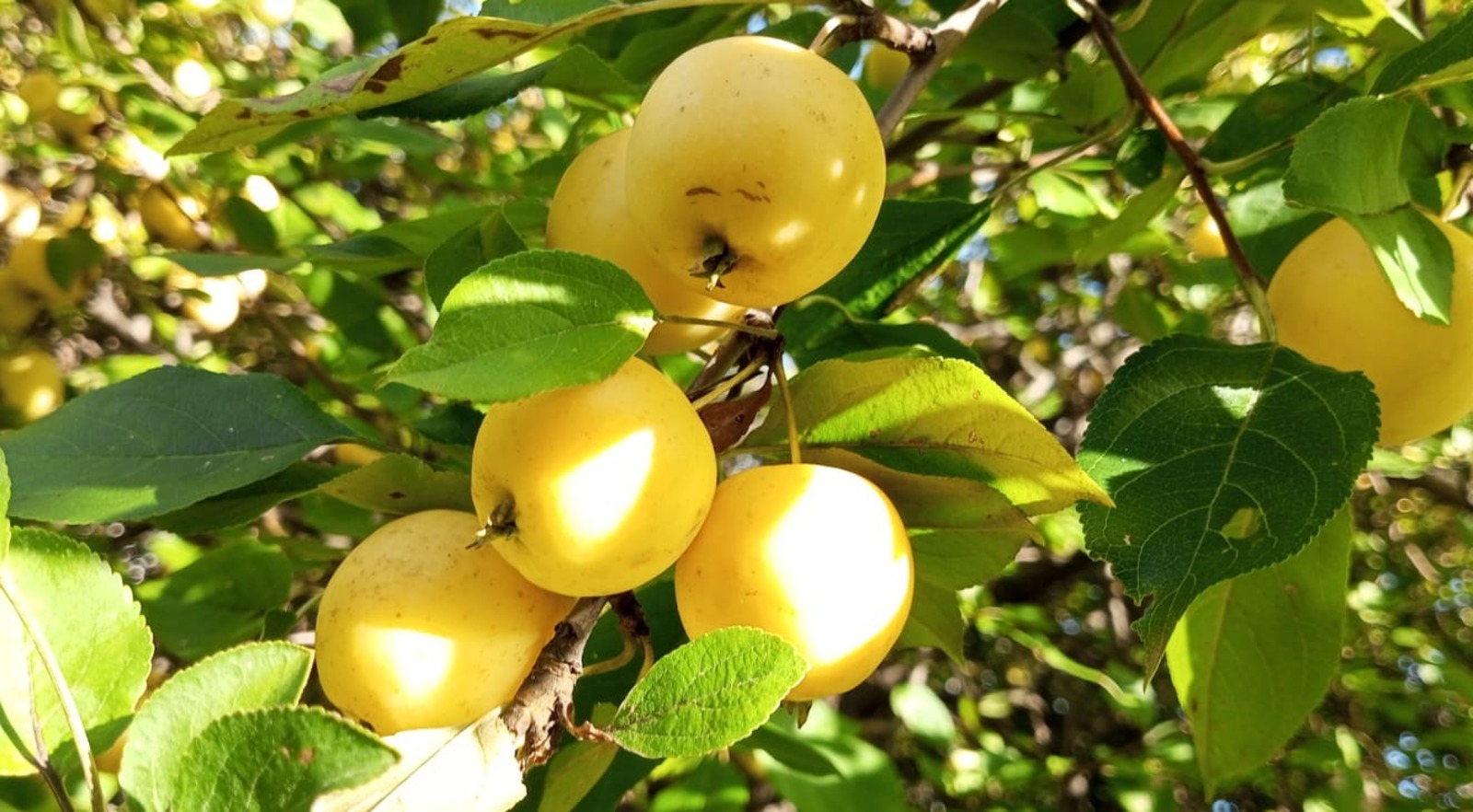 Евгении Сюткиной.