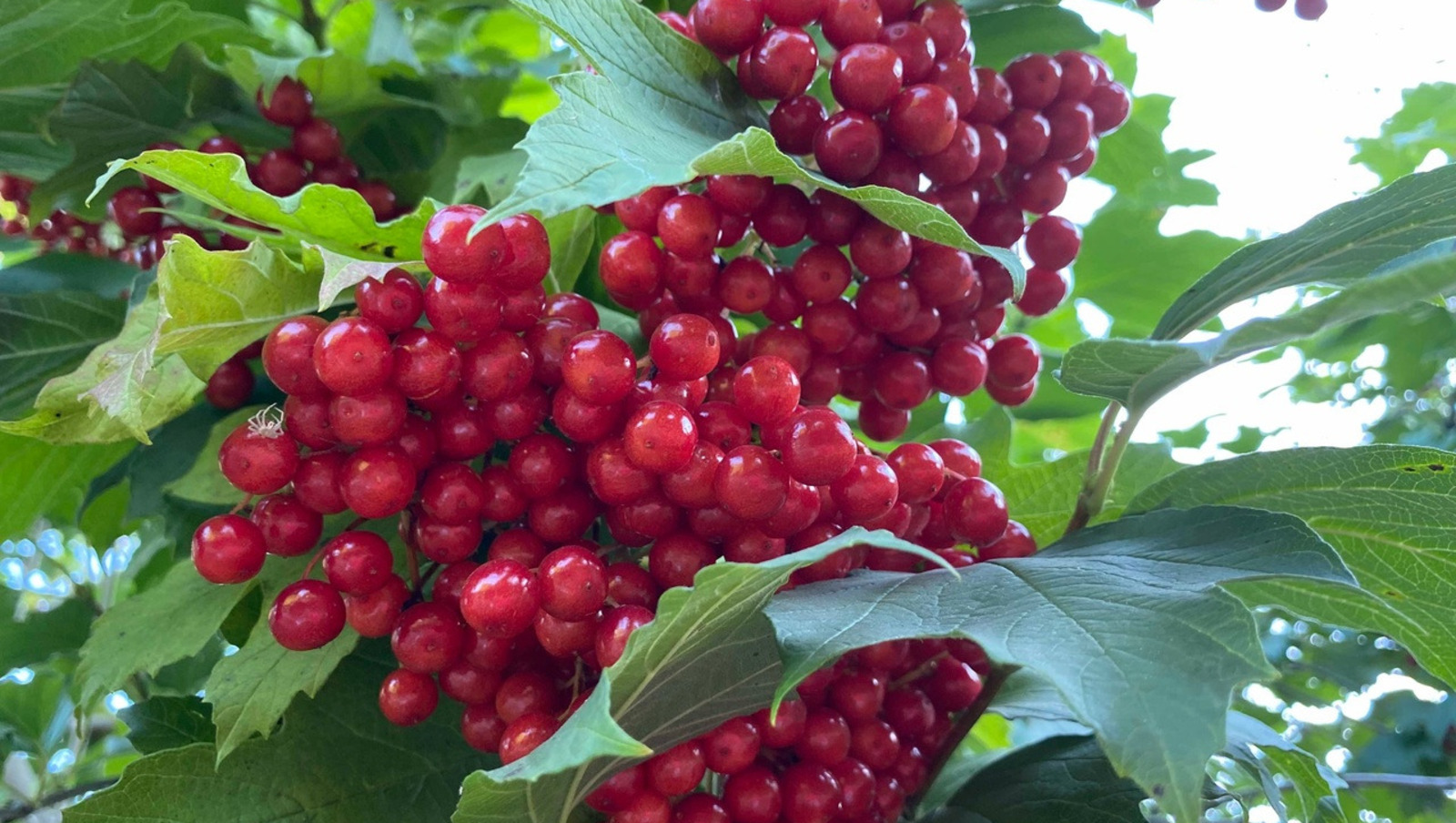 Елены Колоколовой.