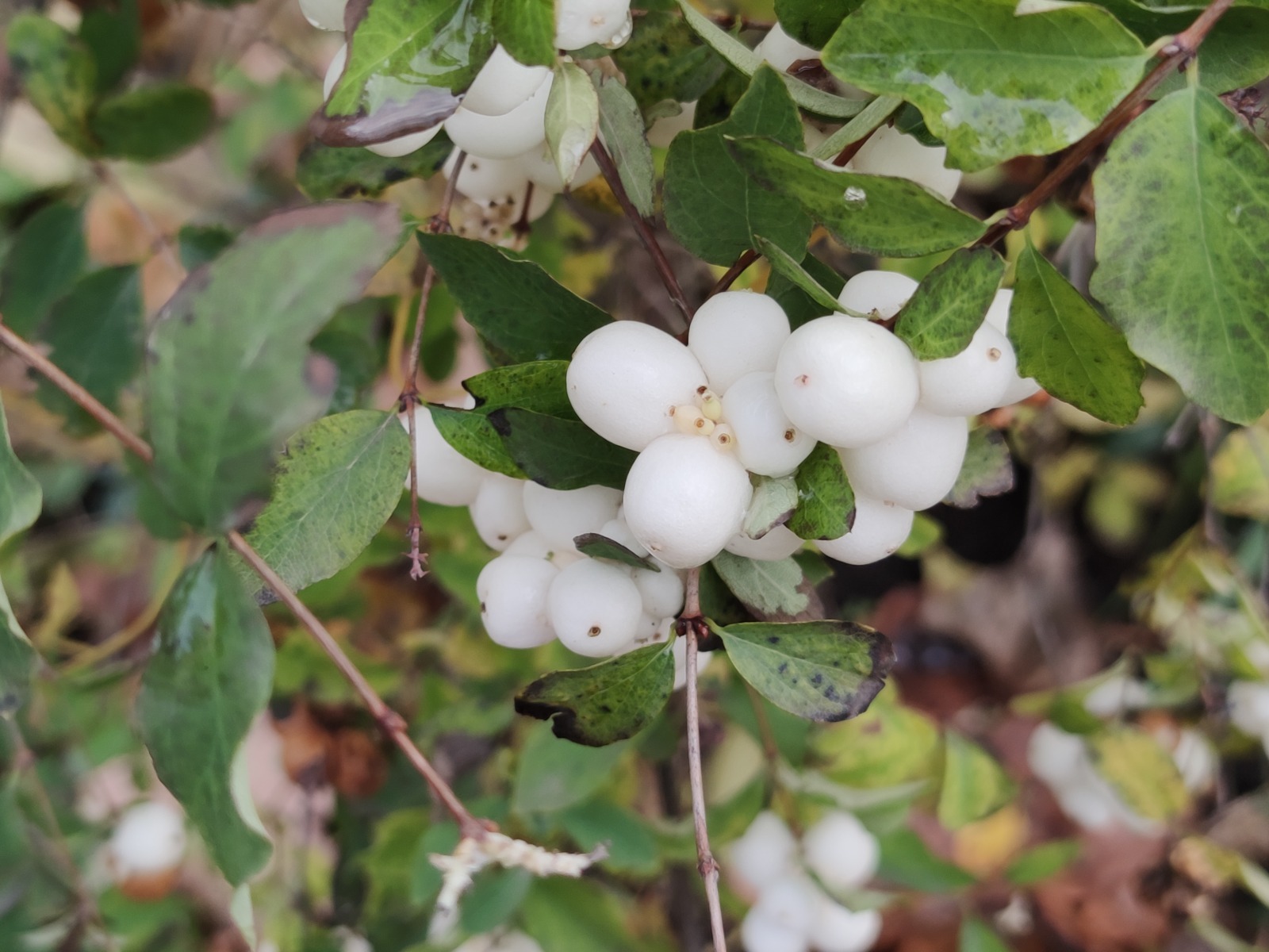 Дарьи Святохиной. «Общественная электронная газета».