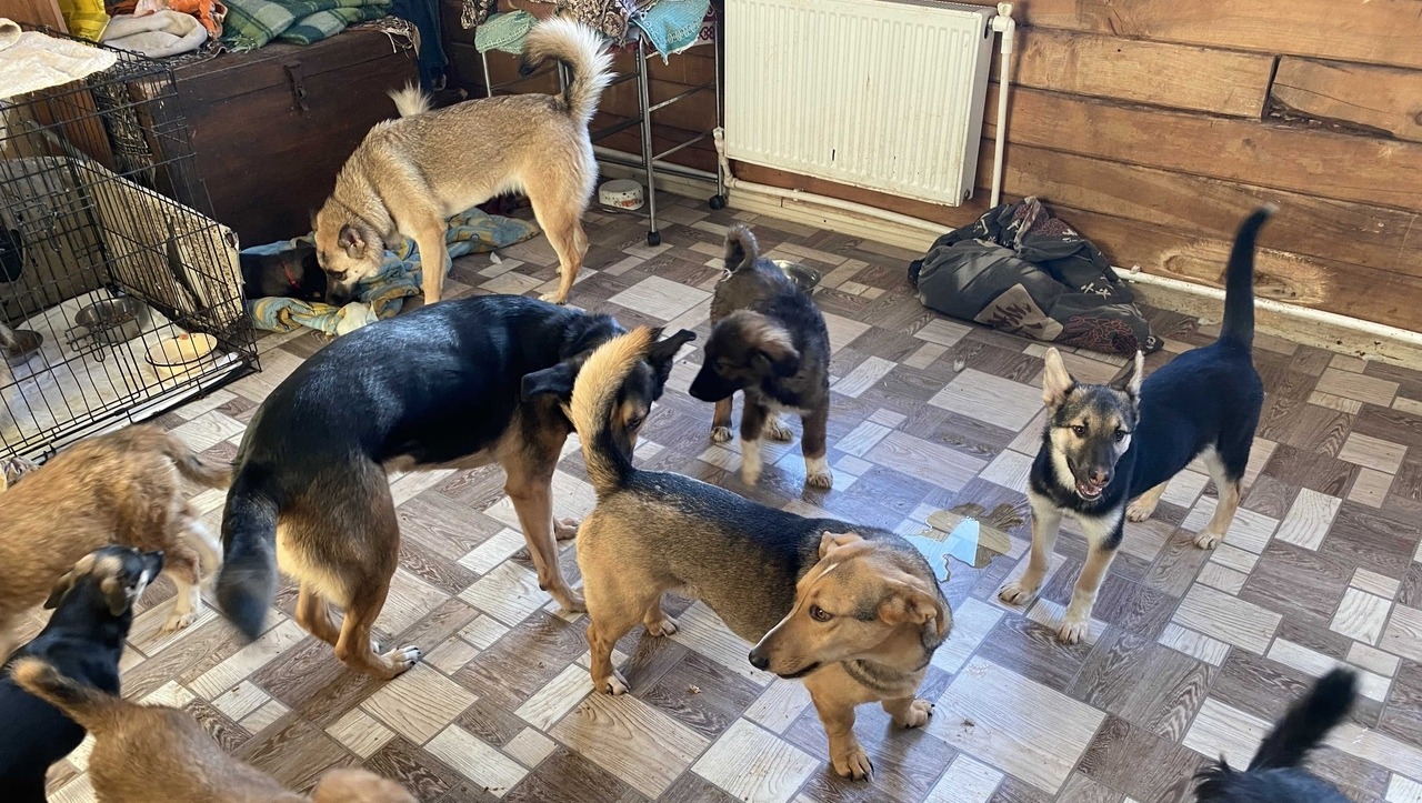 Елены Колоколовой.