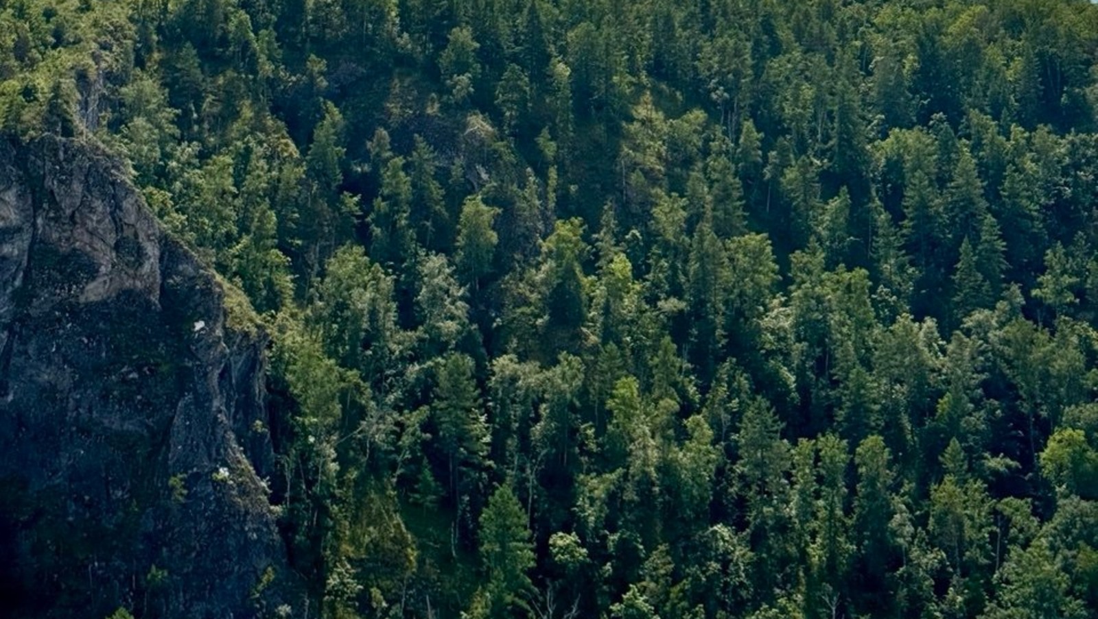 Елены Колоколовой.