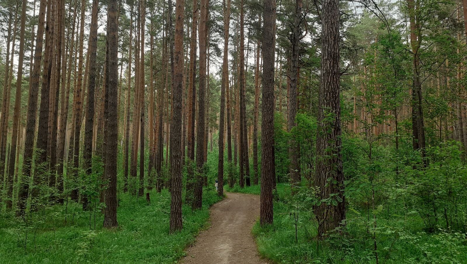 Владимира Шакиева.