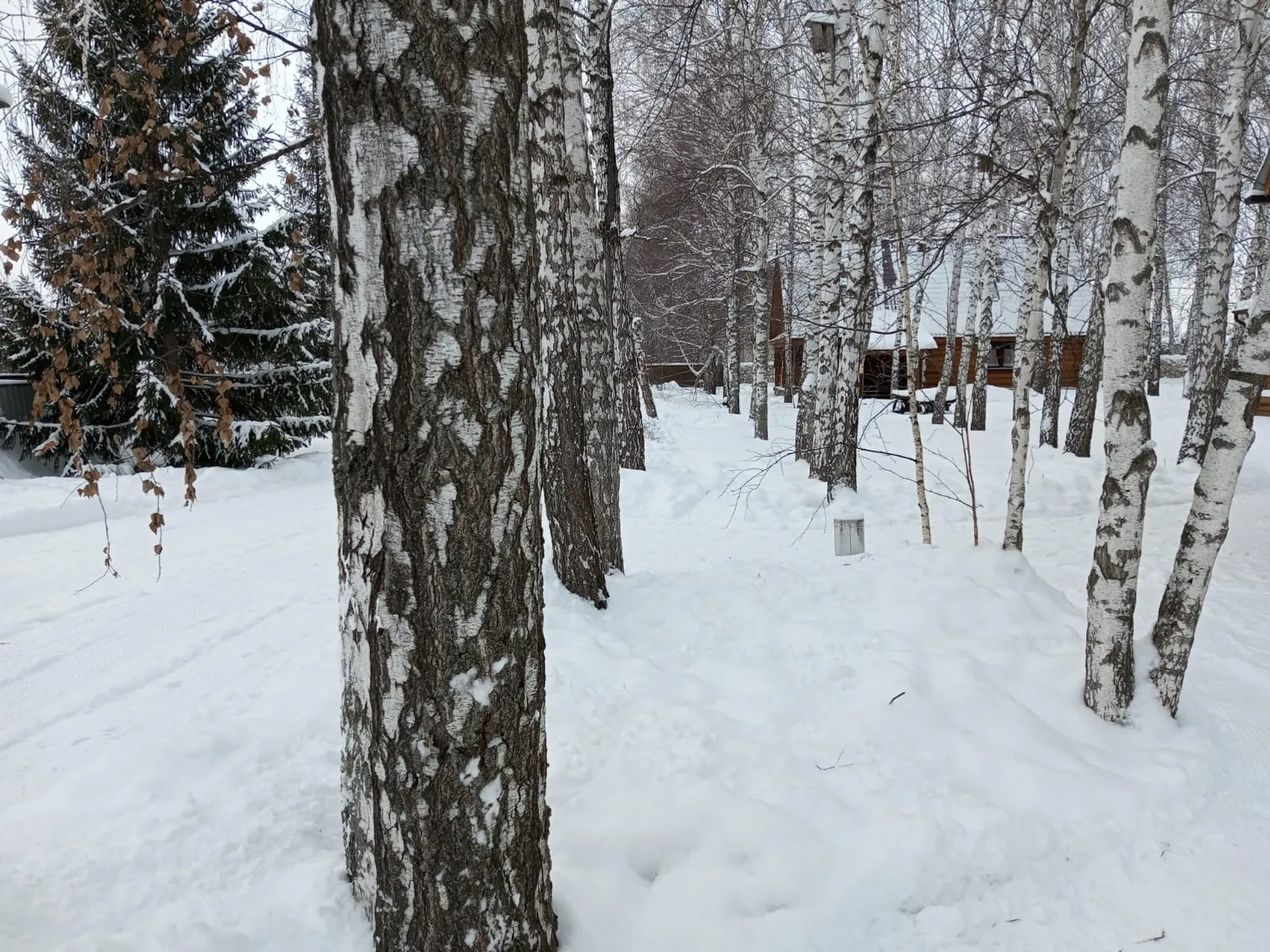 Евгении Сюткиной.