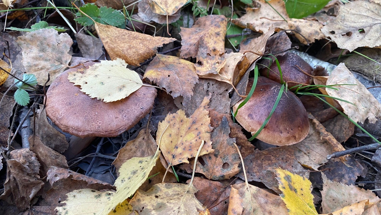 Елены Колоколовой.