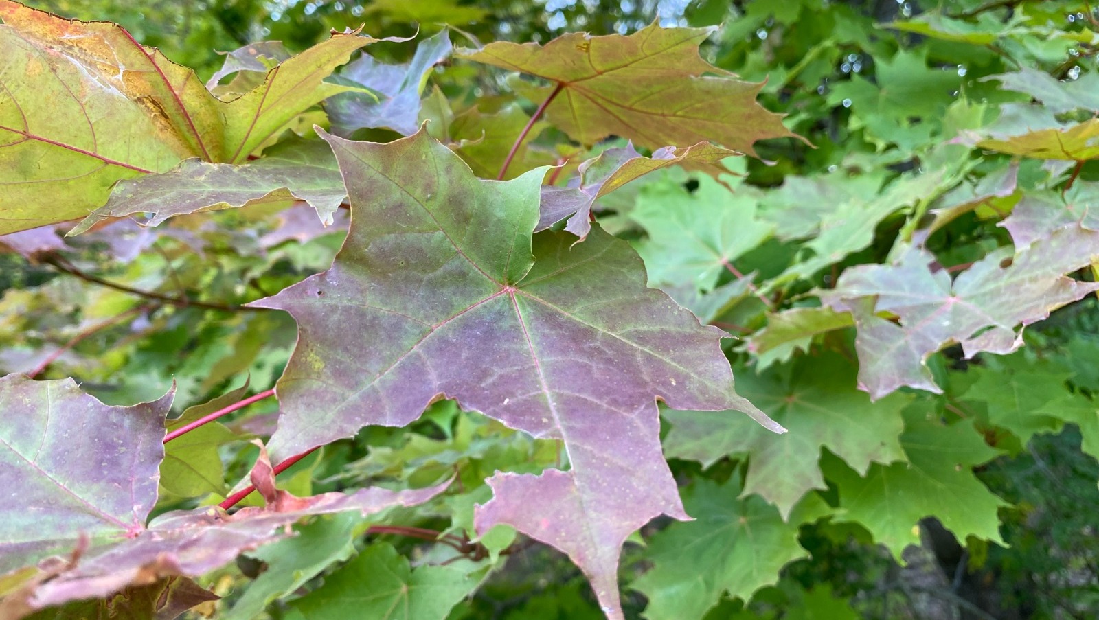 Елены Колоколовой.