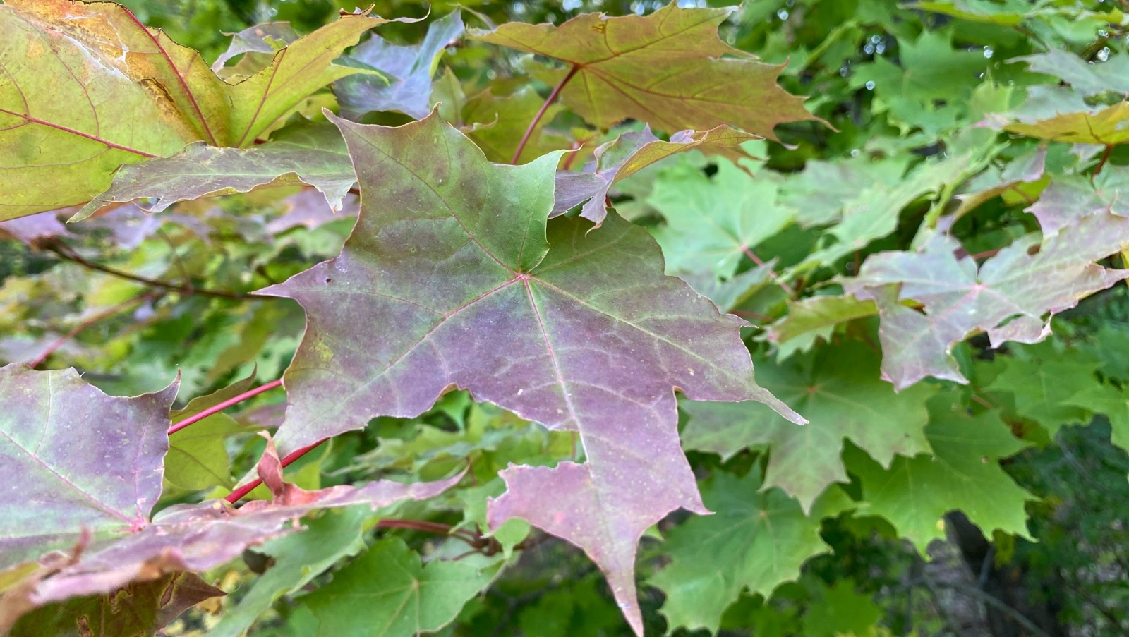 Елены Колоколовой.
