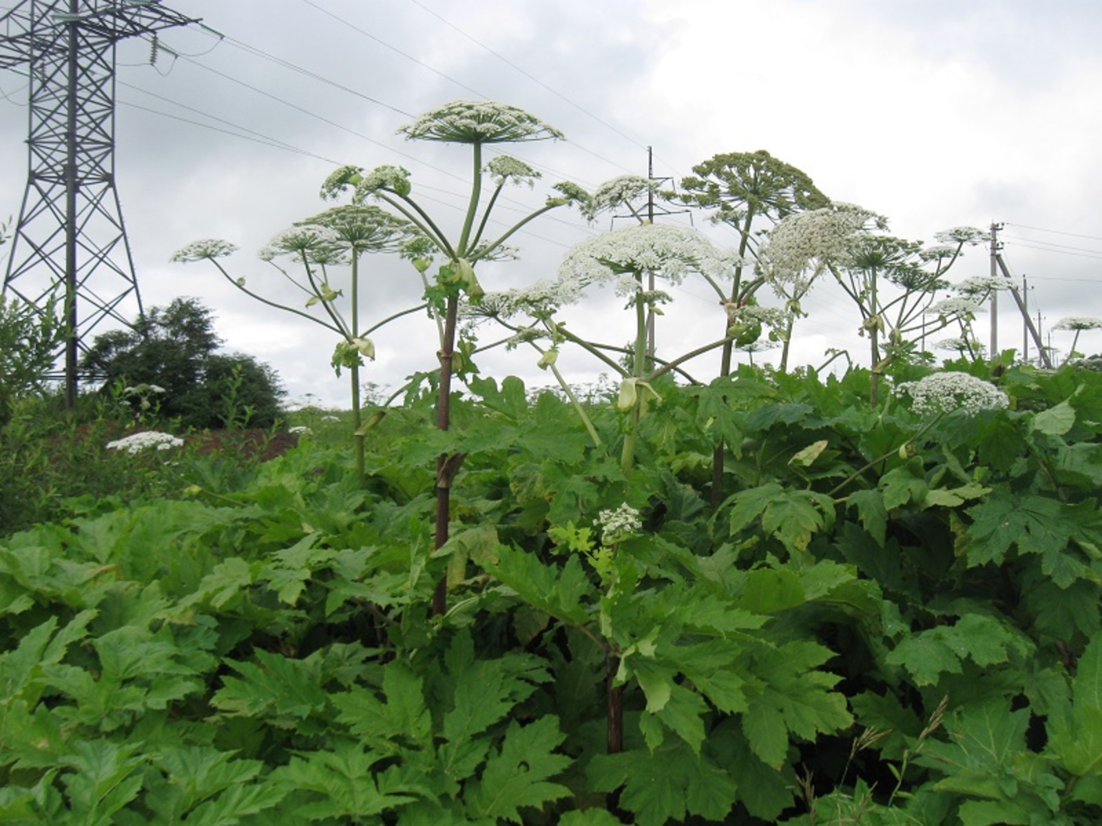 Фото автора.