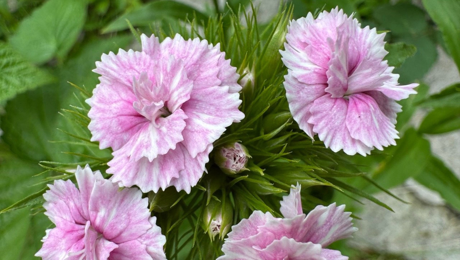 Елены Колоколовой.