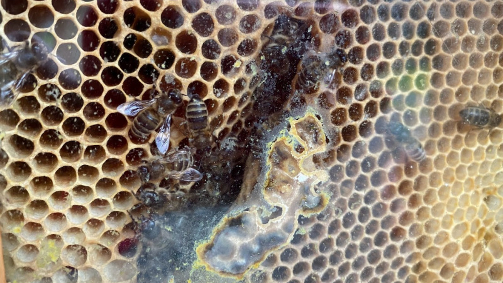 Елены Колоколовой.