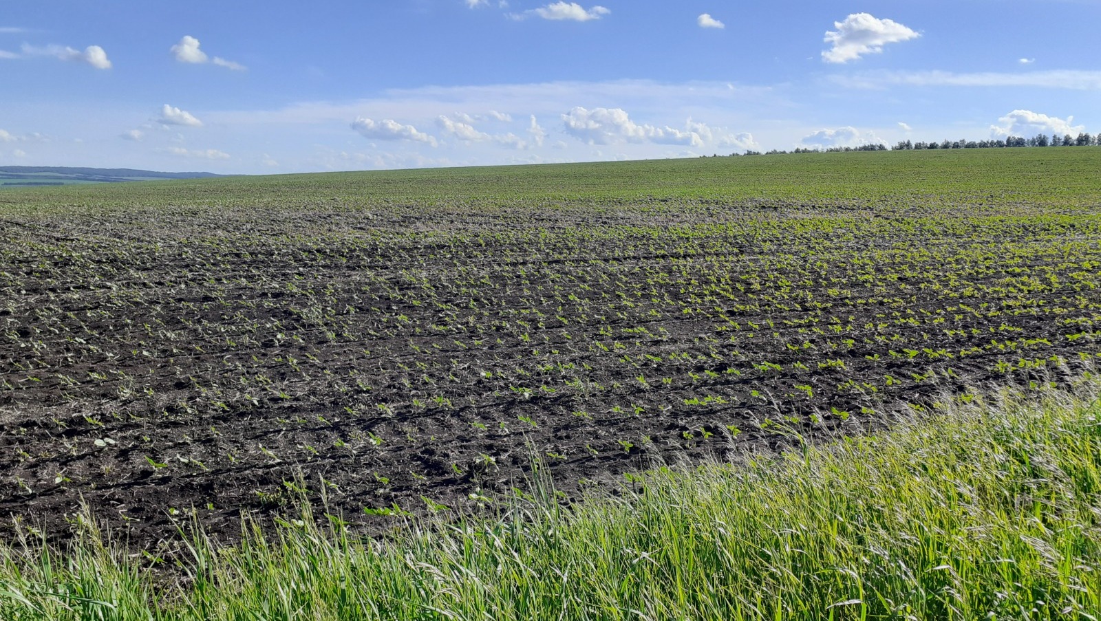 Владимира Шакиева.