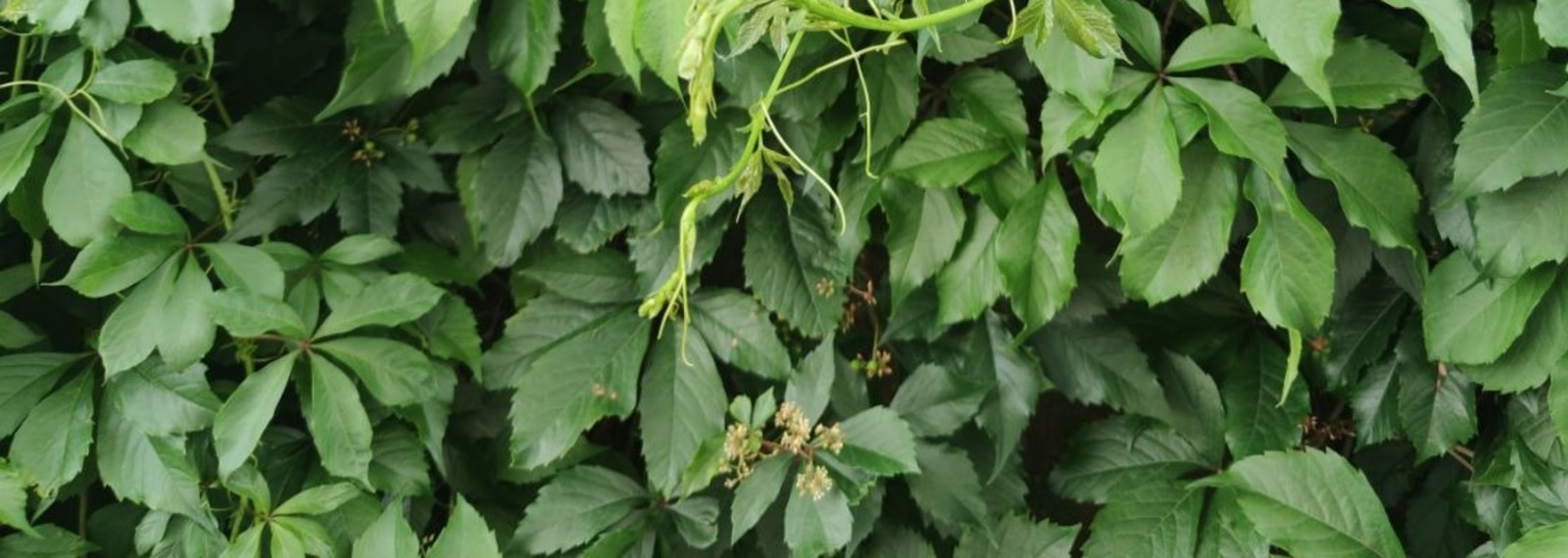 Дарьи Святохиной. «Общественная электронная газета».