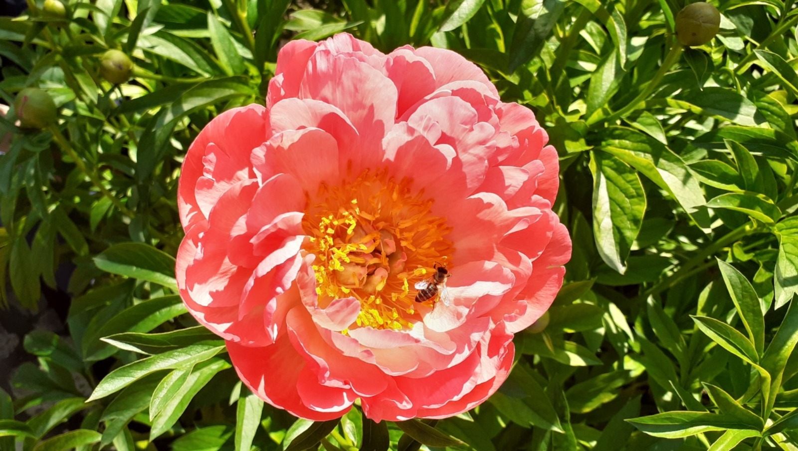 Владимира Шакиева.