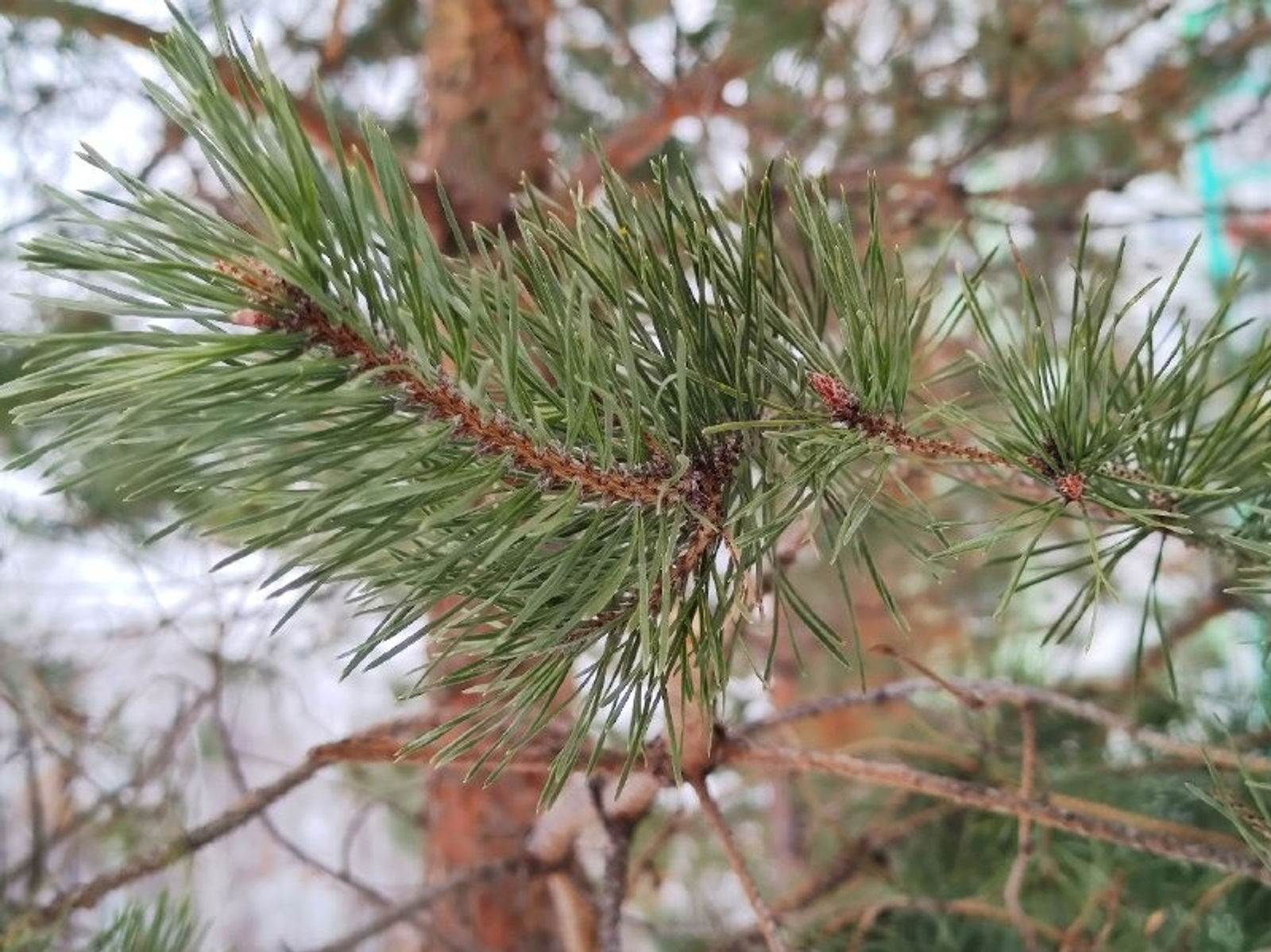 Дарьи Святохиной. «Общественная электронная газета».