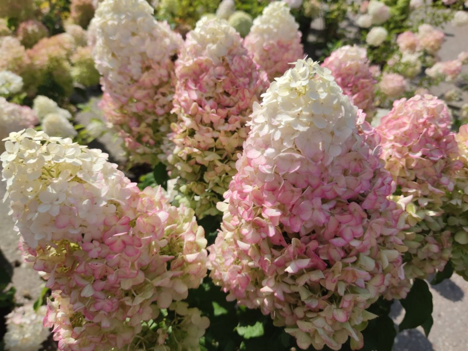 Дарьи Святохиной.