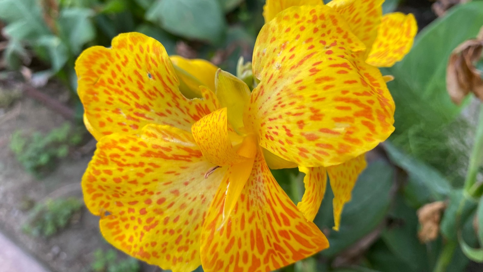 Елены Колоколовой.