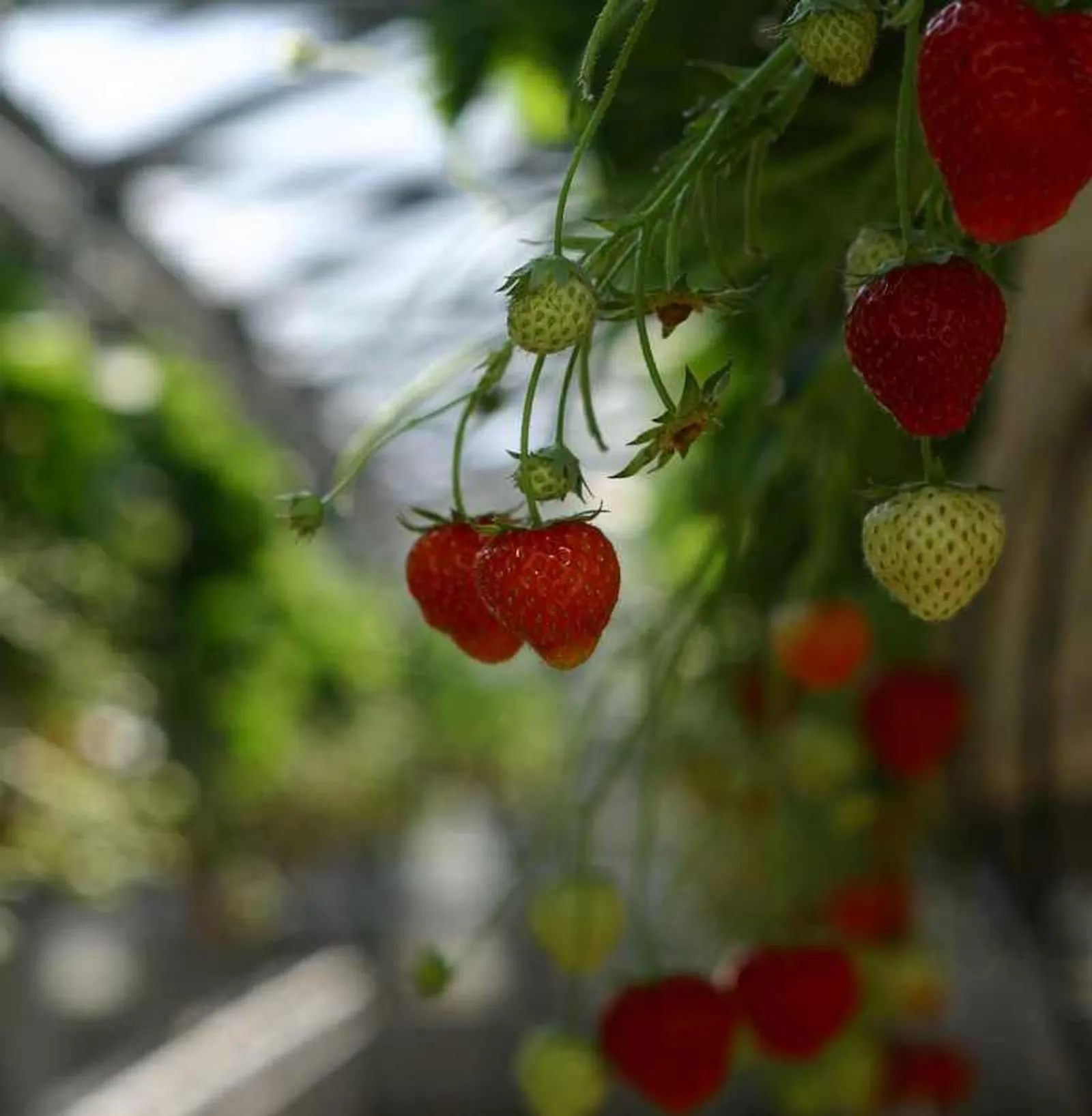 Фото Андрея Старостина.
