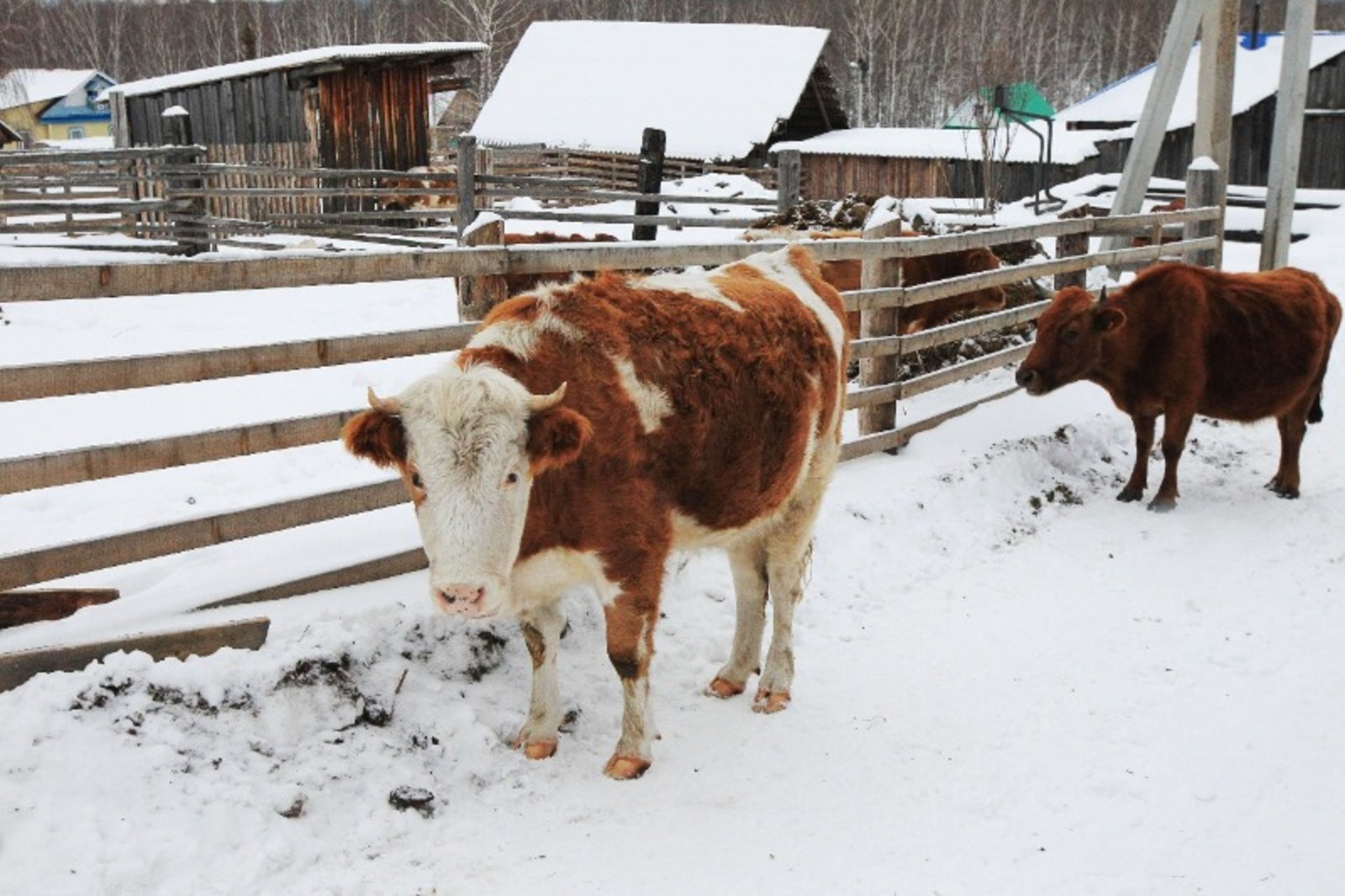 ИА «Башинформ».