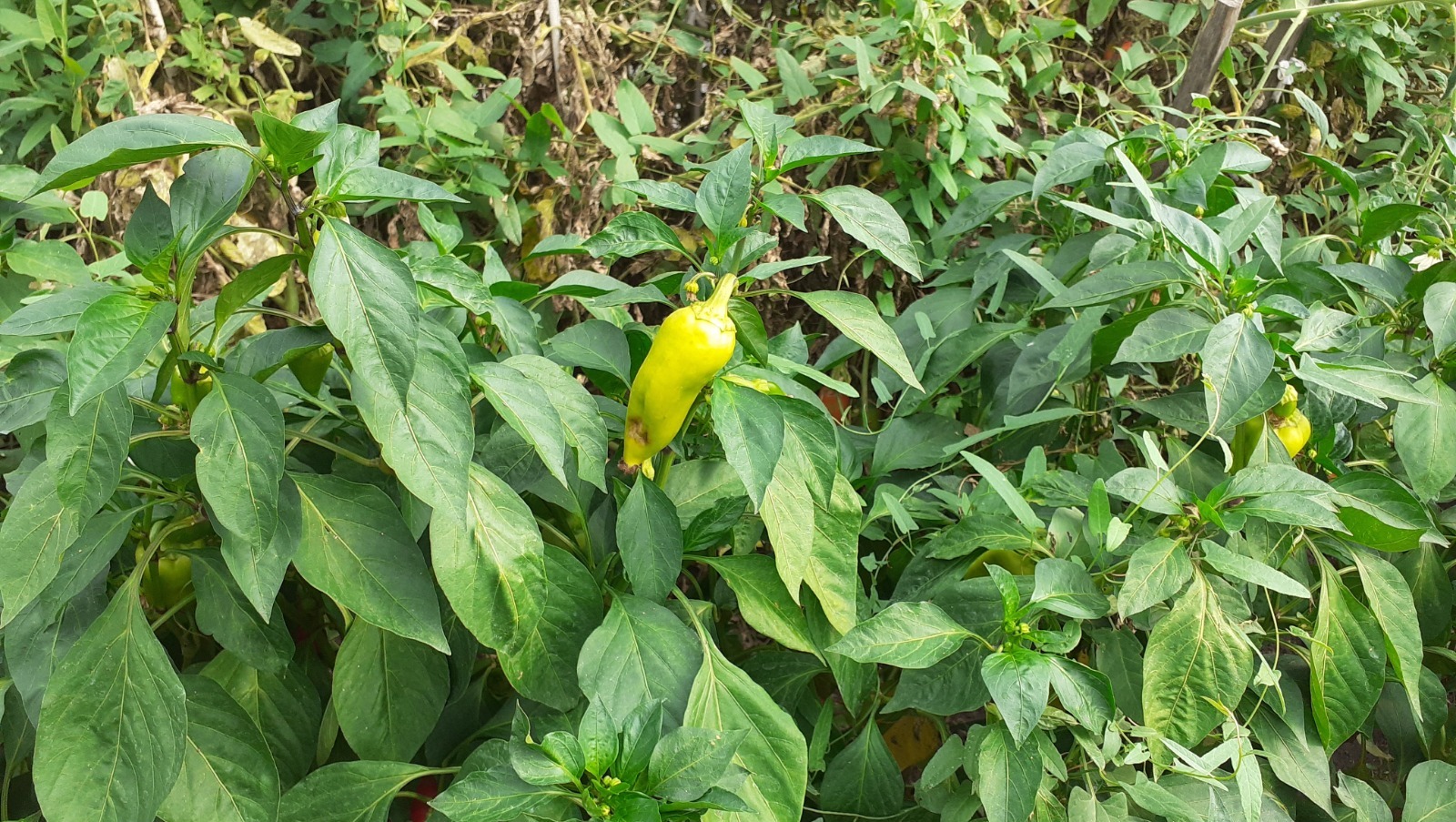 Владимира Шакиева.