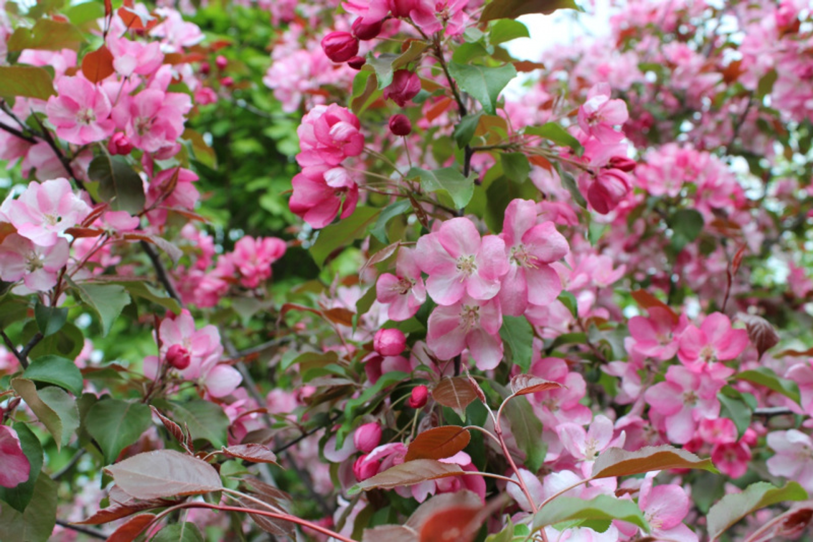 Фото автора.