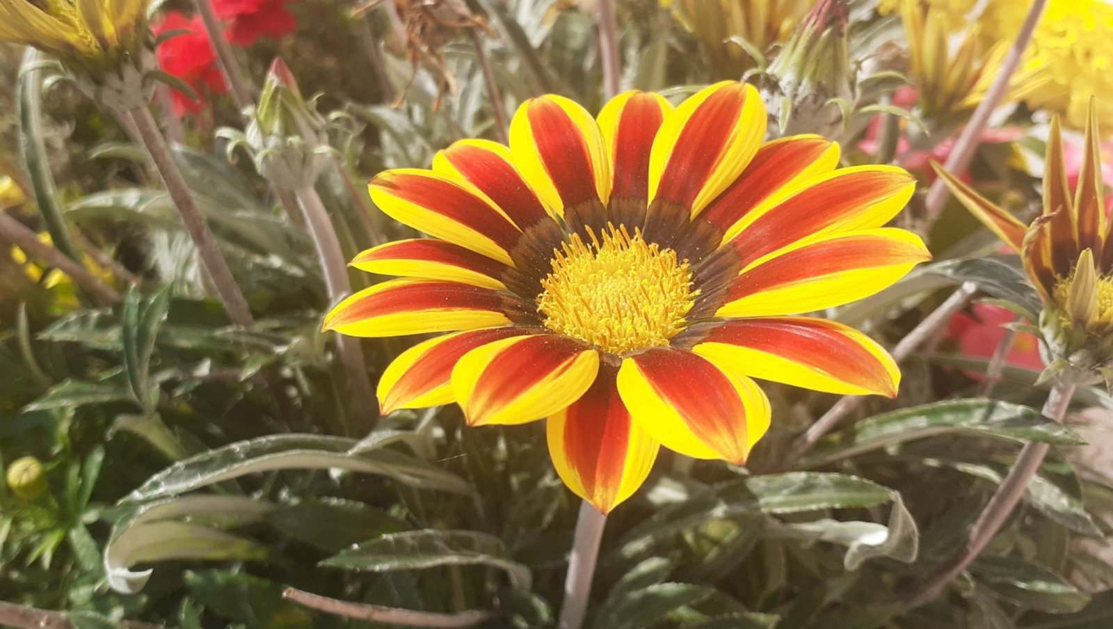 Владимира Шакиева.