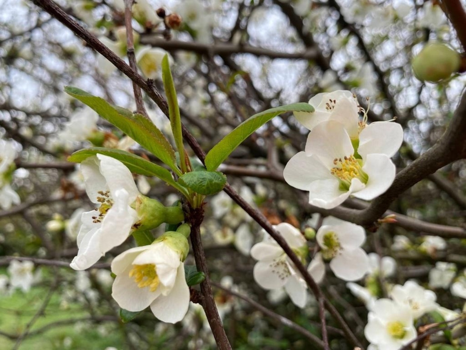 Елены Колоколовой.