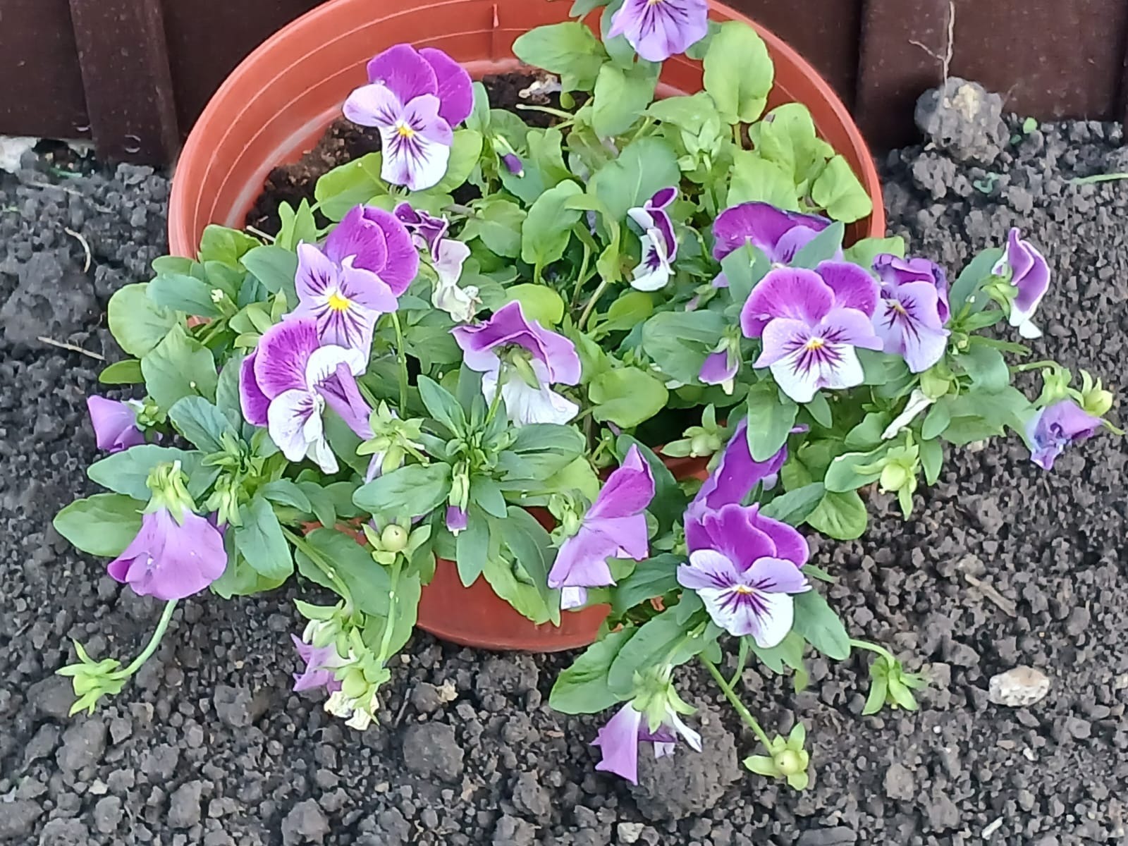 Васили Саитовой. «Общественная электронная газета».