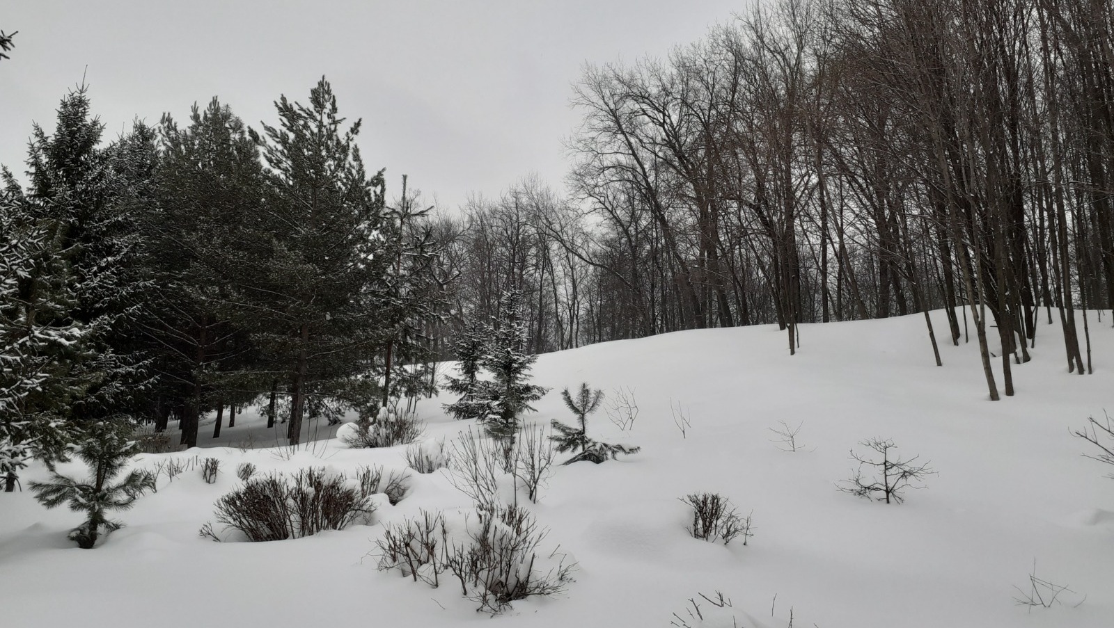 Владимира Шакиева. «Общественная электронная газета».