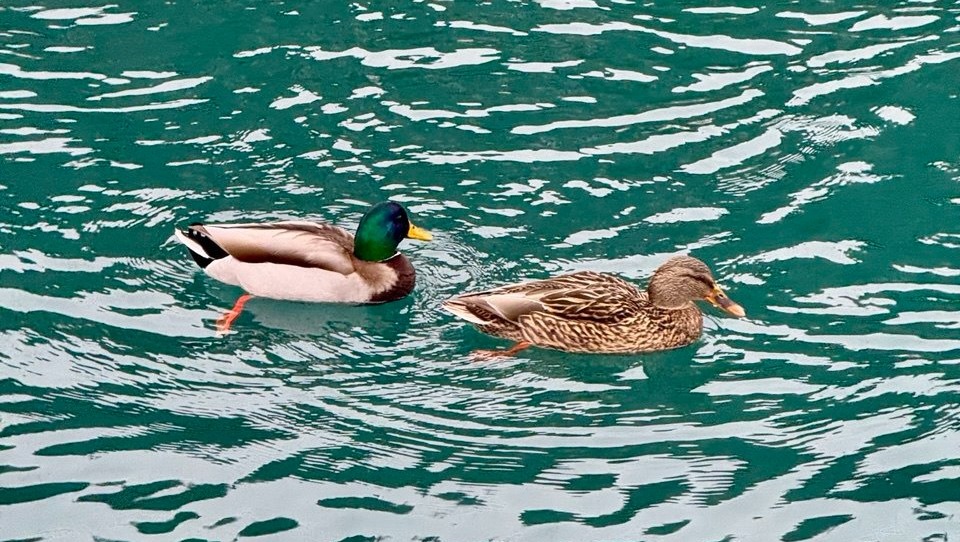 Елены Колоколовой. «Общественная электронная газета».