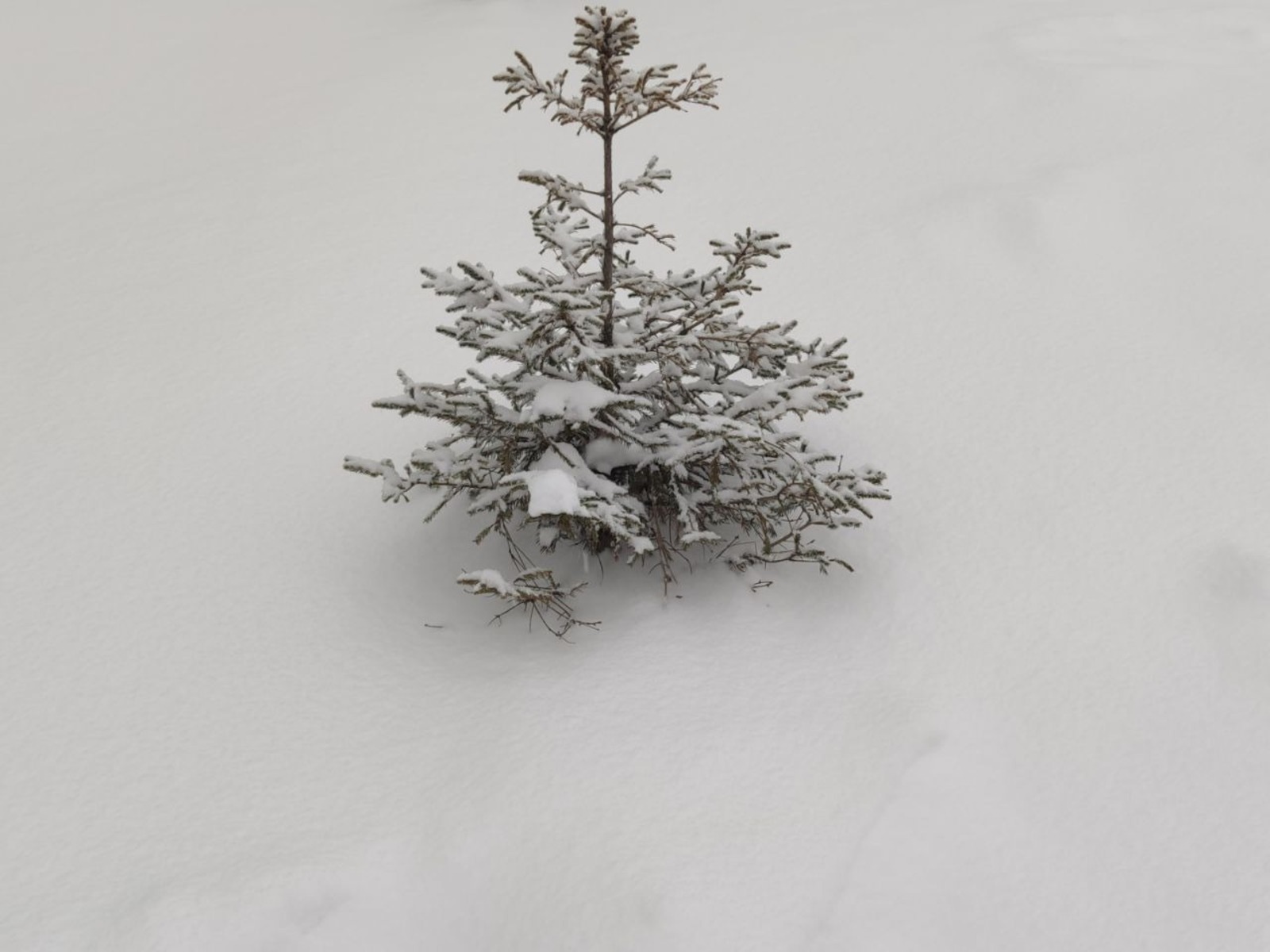 Дарьи Святохиной. «Общественная электронная газета».