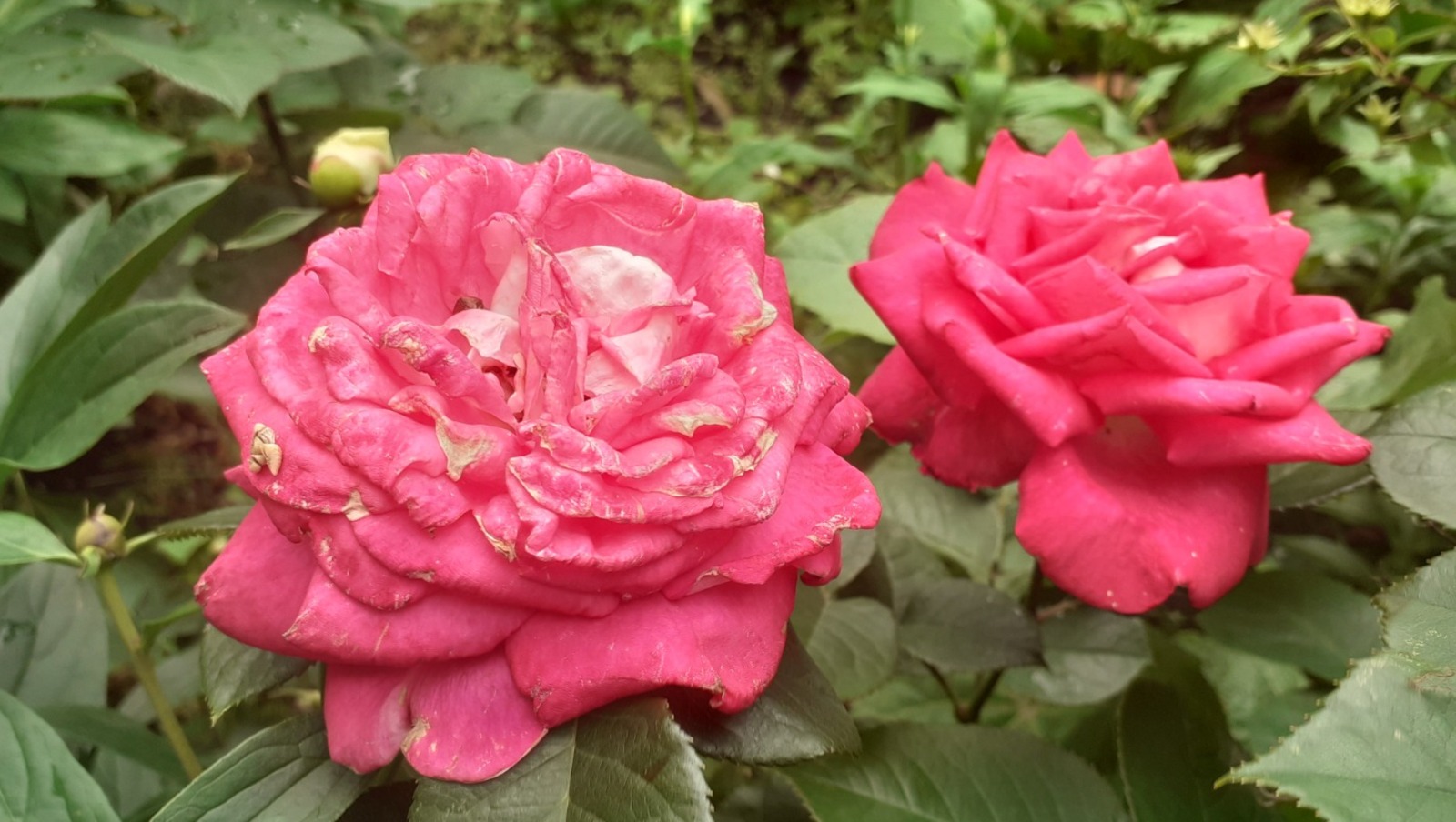 Владимира Шакиева.