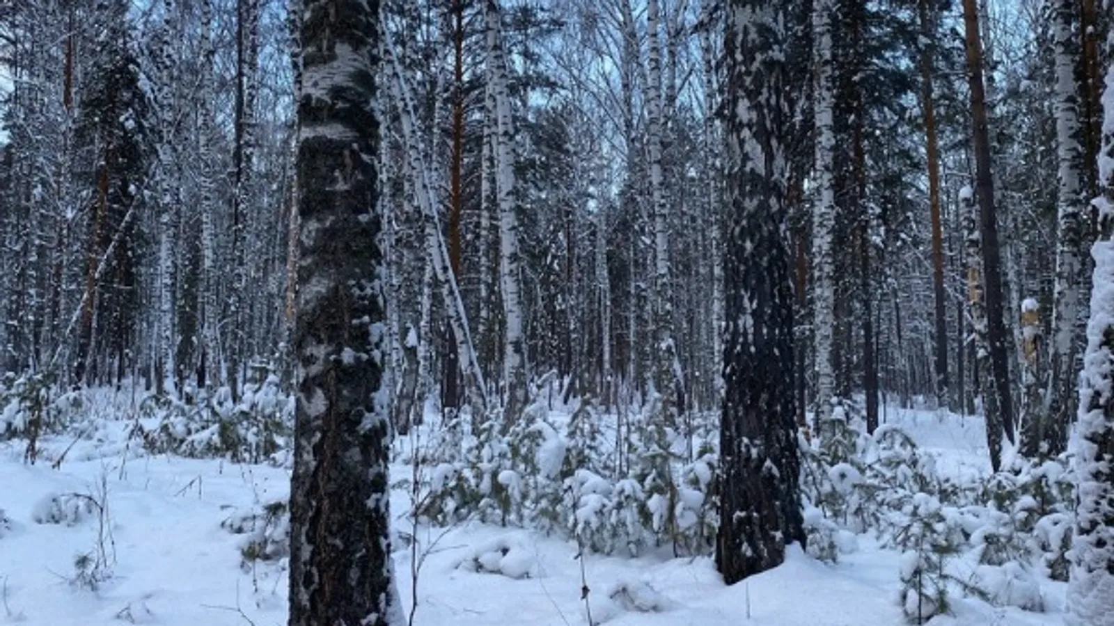 Елены Колоколовой.