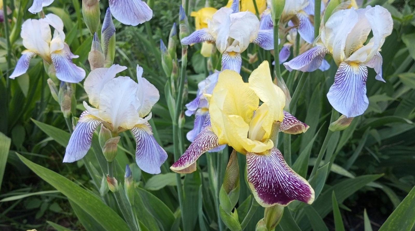 Евгении Сюткиной.