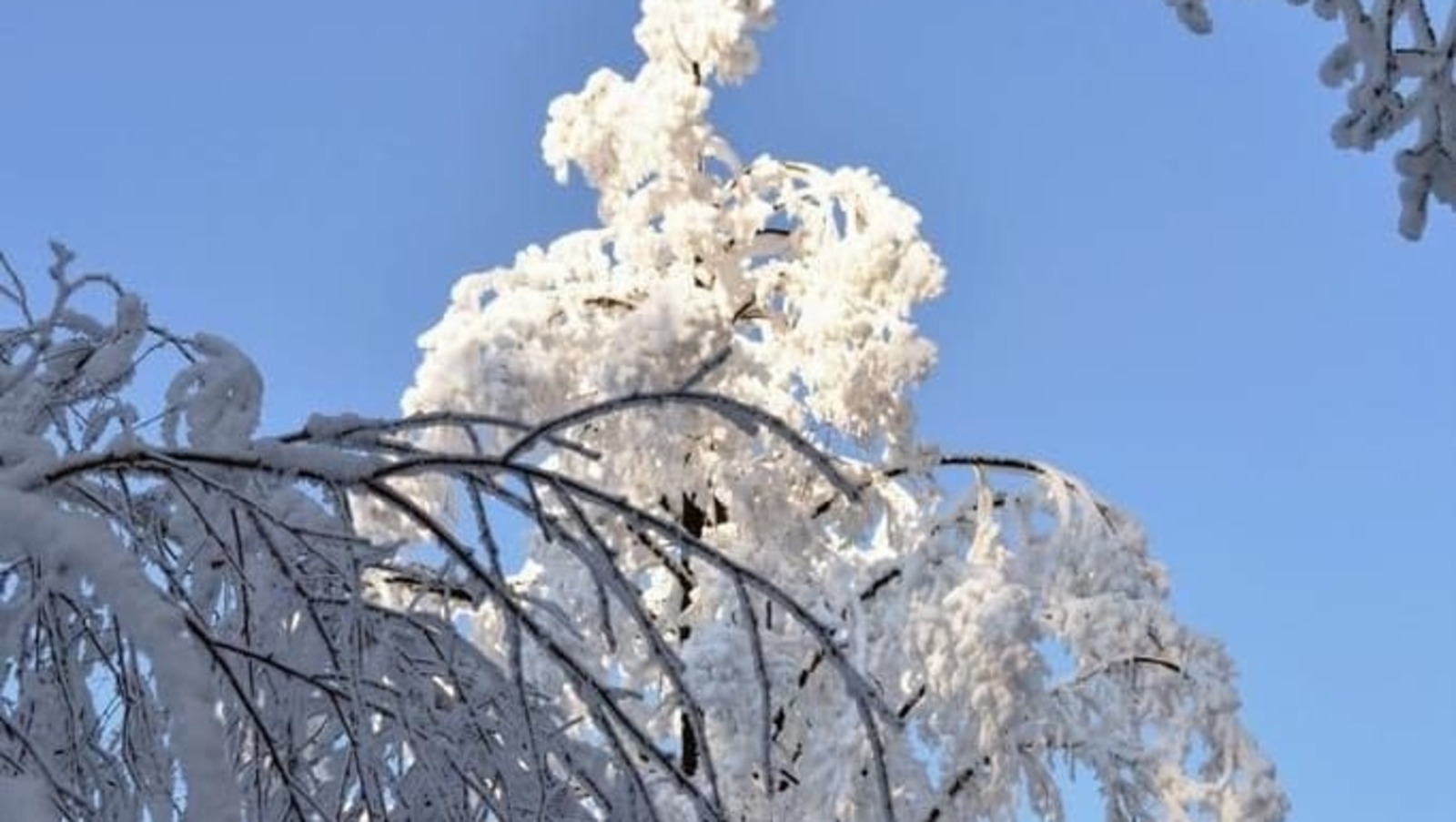 Елены Колоколовой.