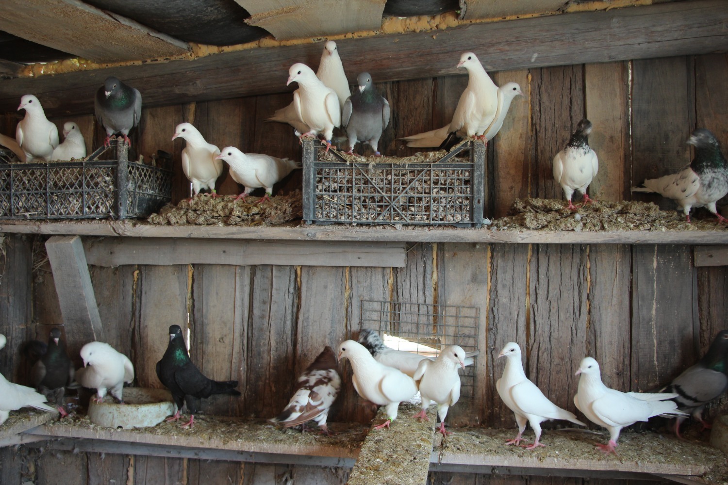 Евгении Сюткиной.