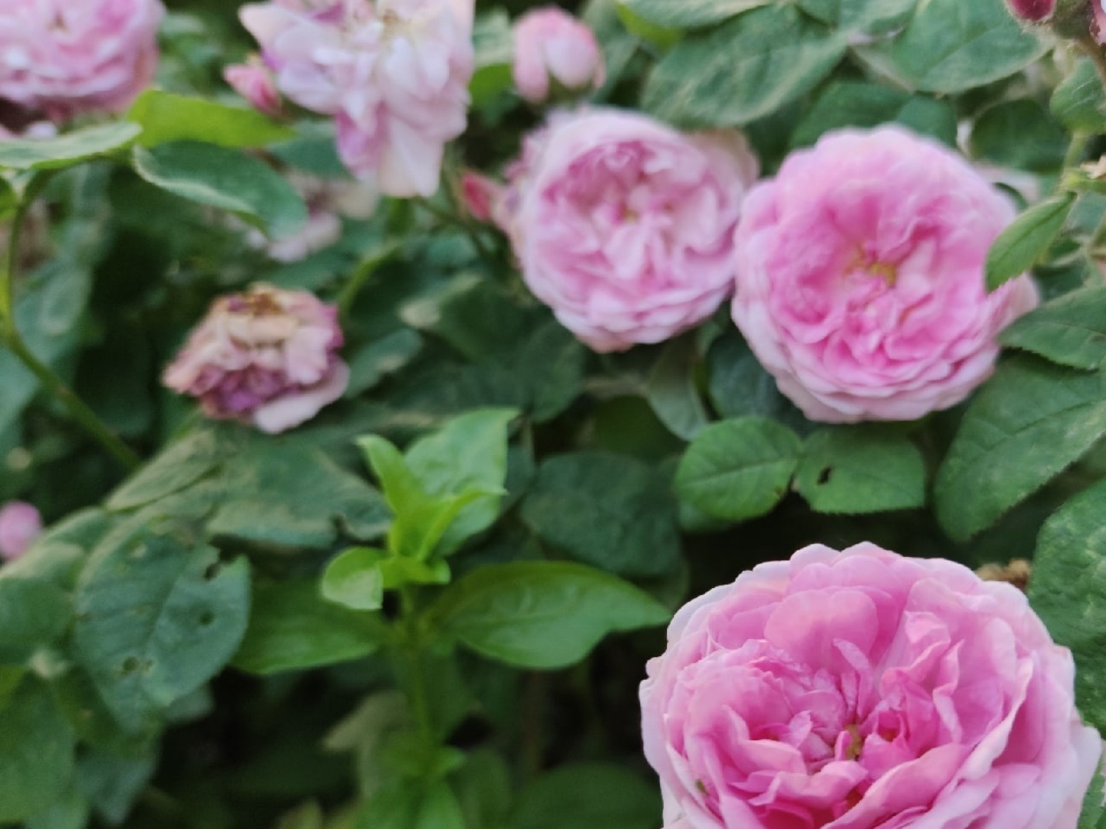 Дарьи Святохиной.