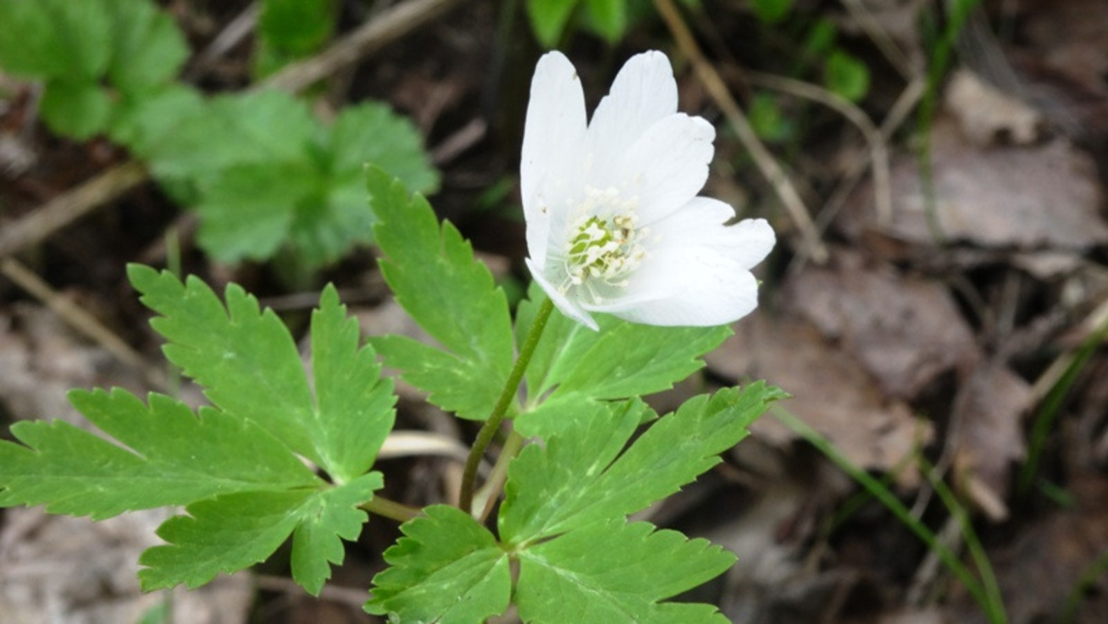 Елены Колоколовой.