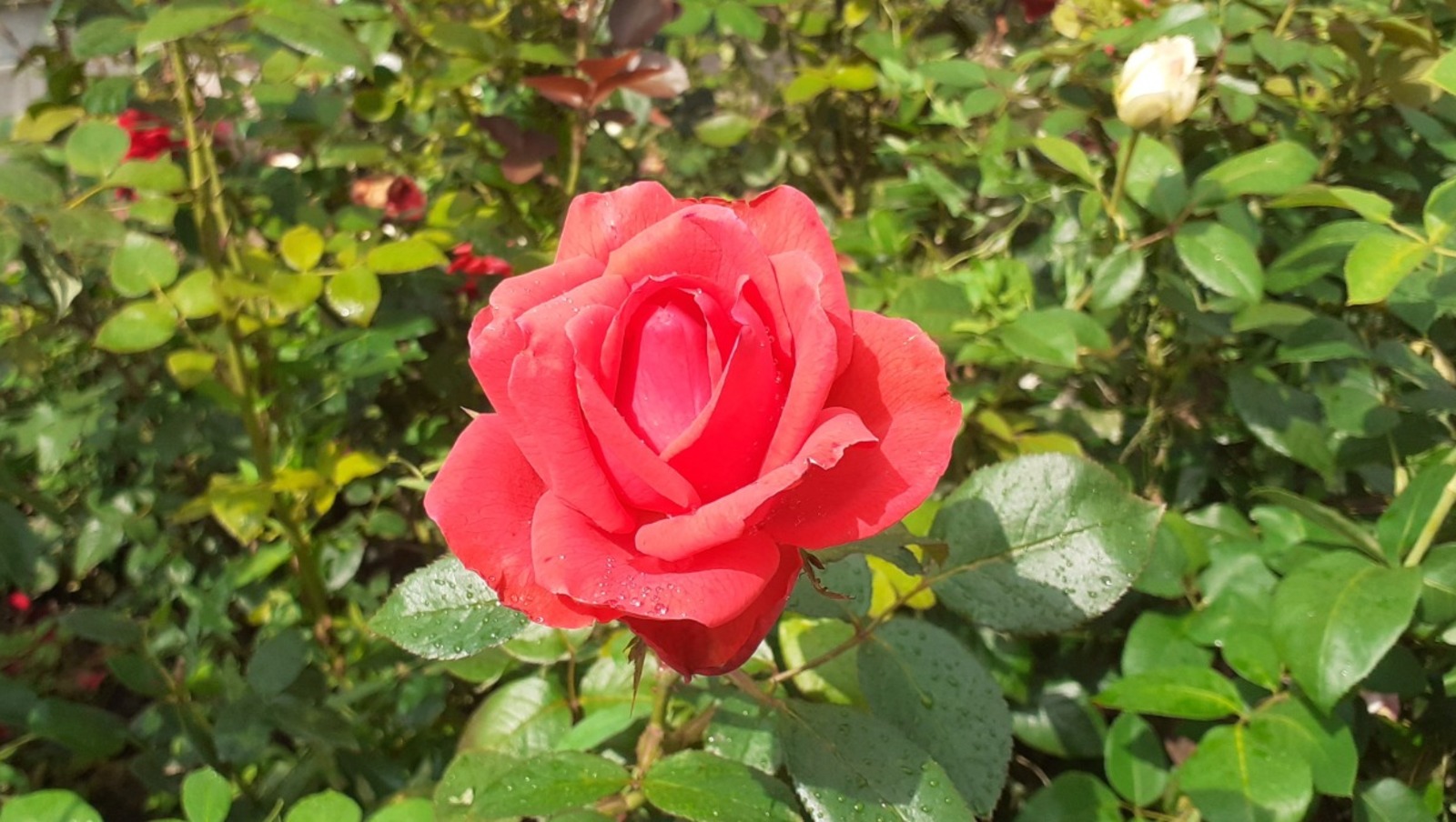 Владимира Шакиева.