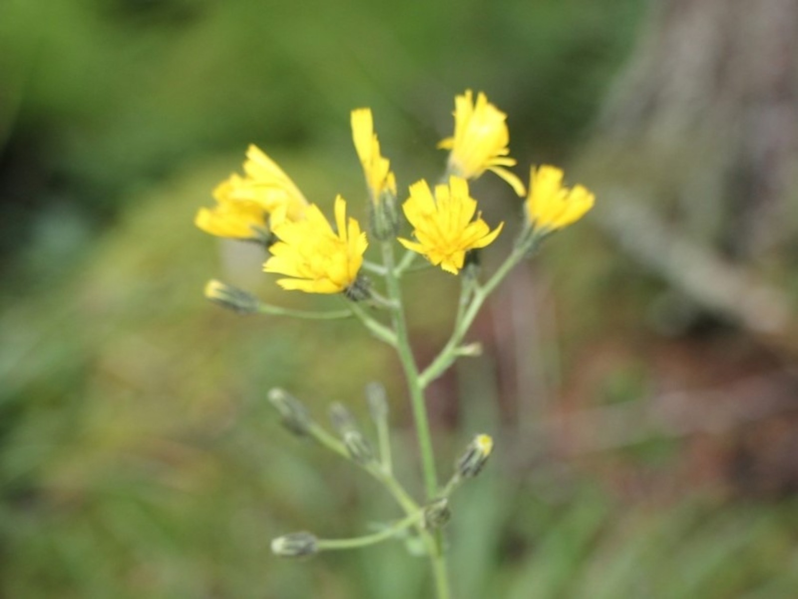 Евгении Сюткиной.