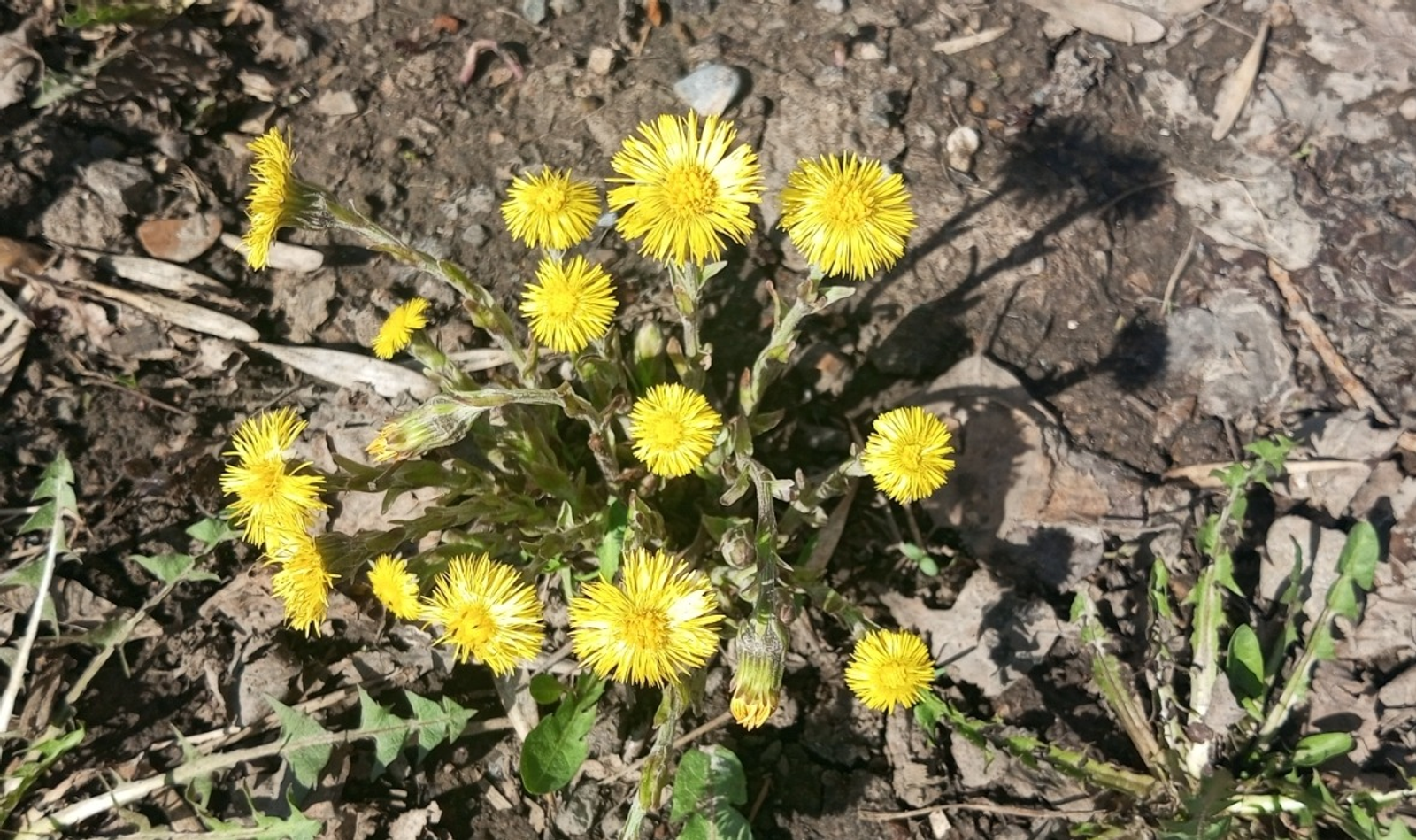 Евгении Сюткиной. «Общественная электронная газета».