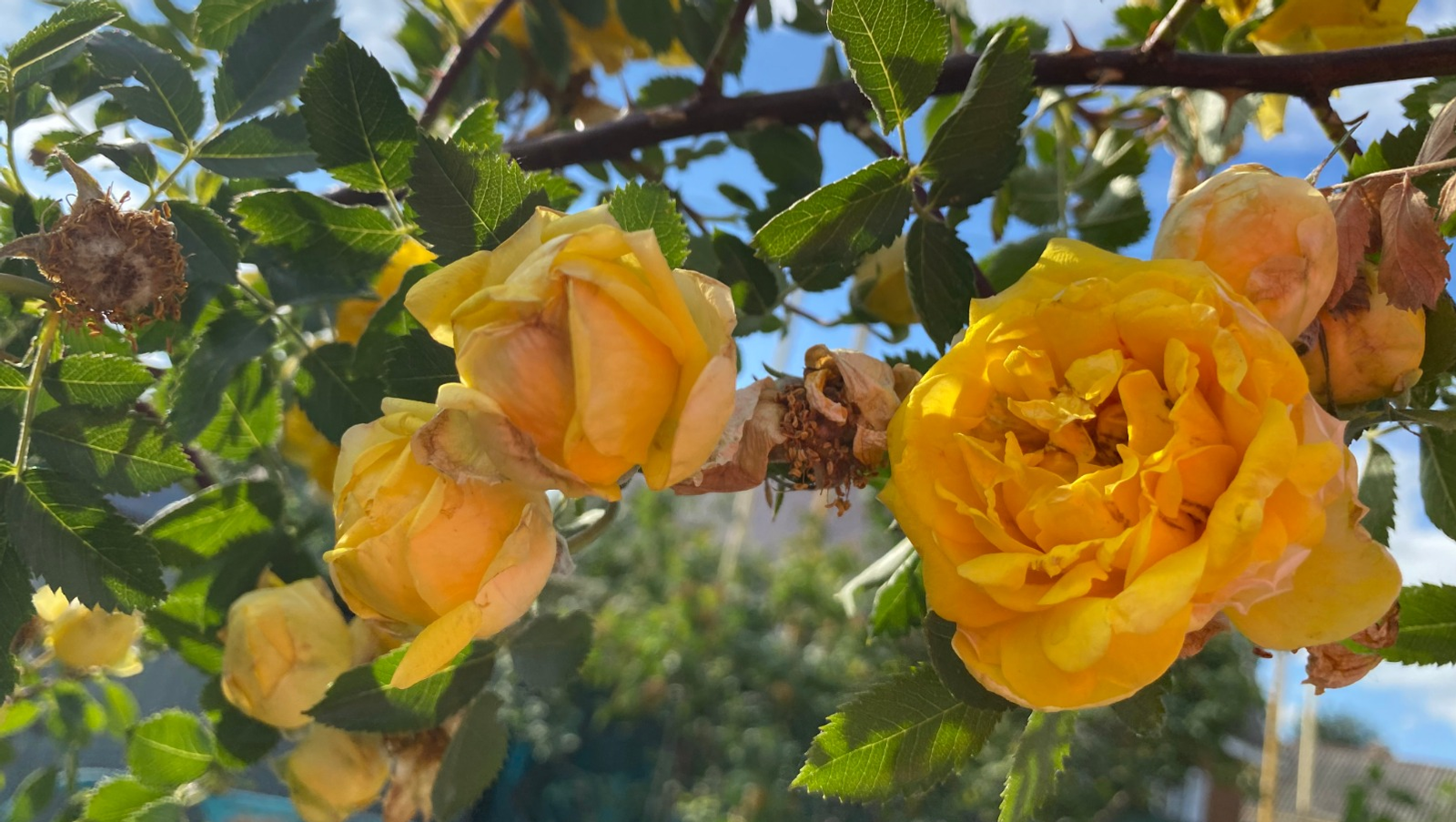 Елены Колоколовой.