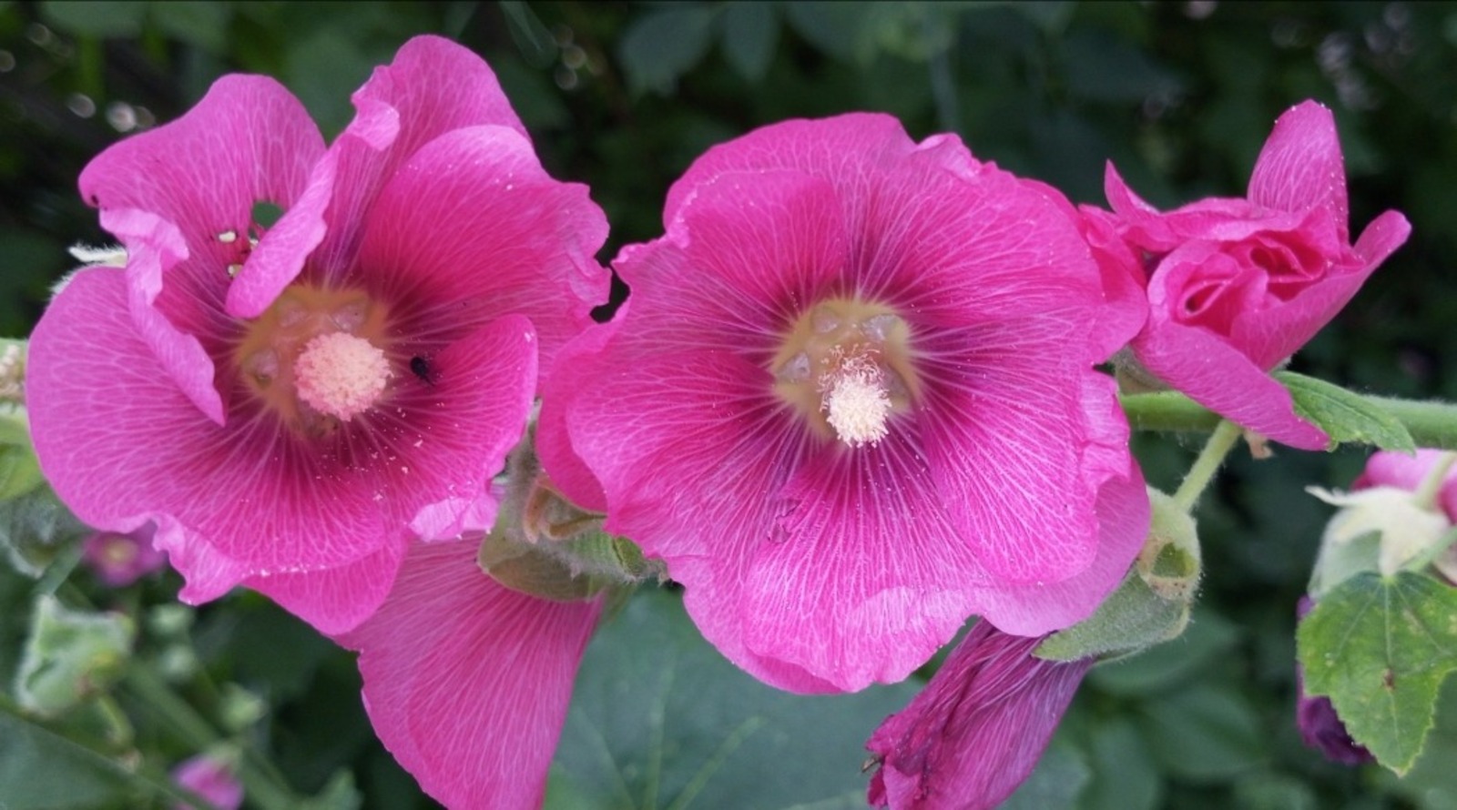 Евгении Сюткиной.