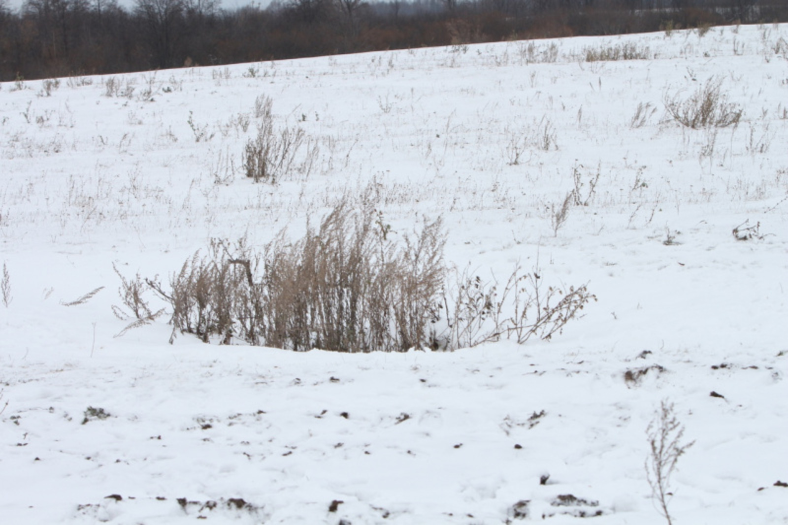 Фото Альмира Сибагатуллина.