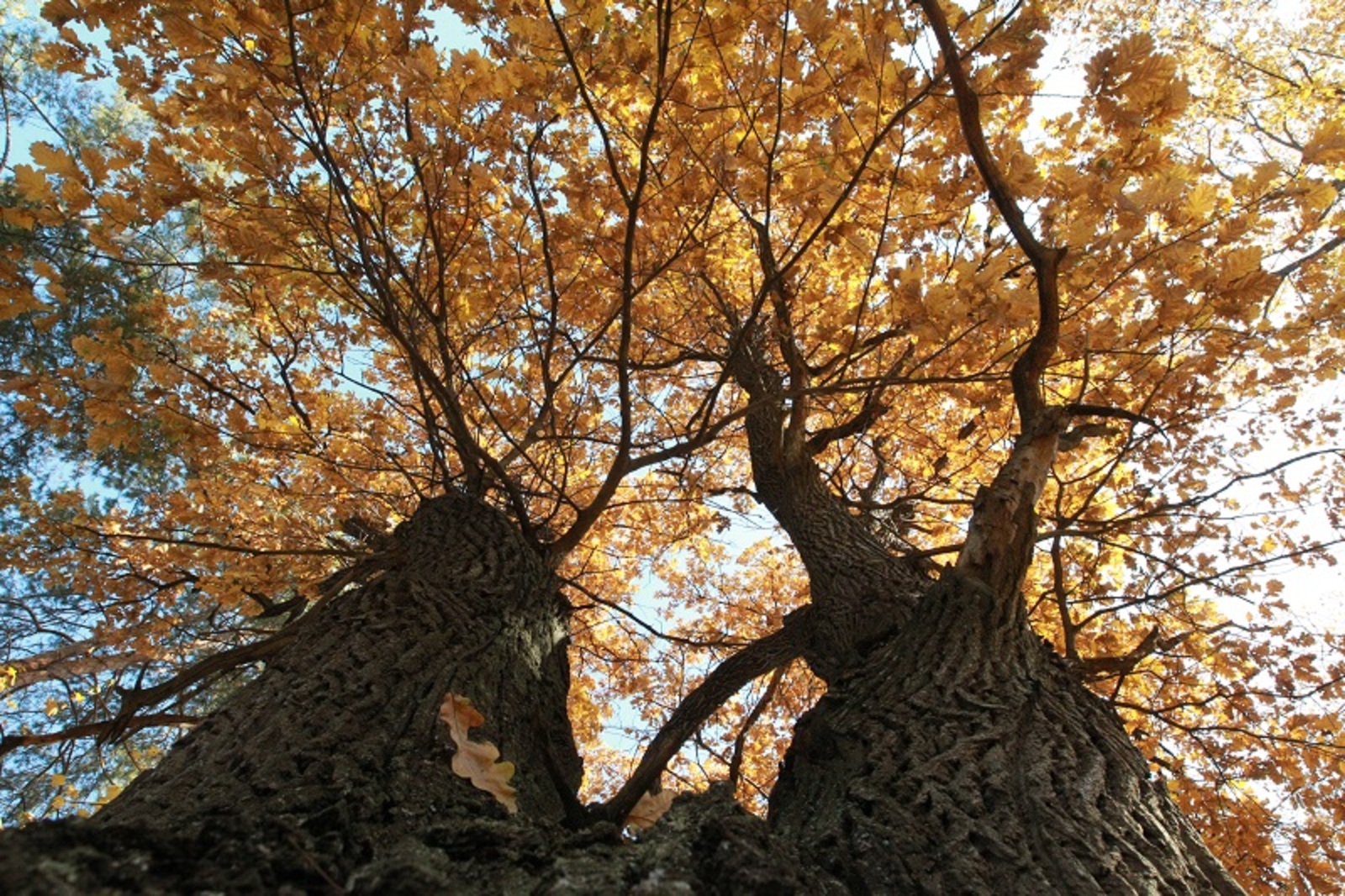 Фото Олега Яровикова.