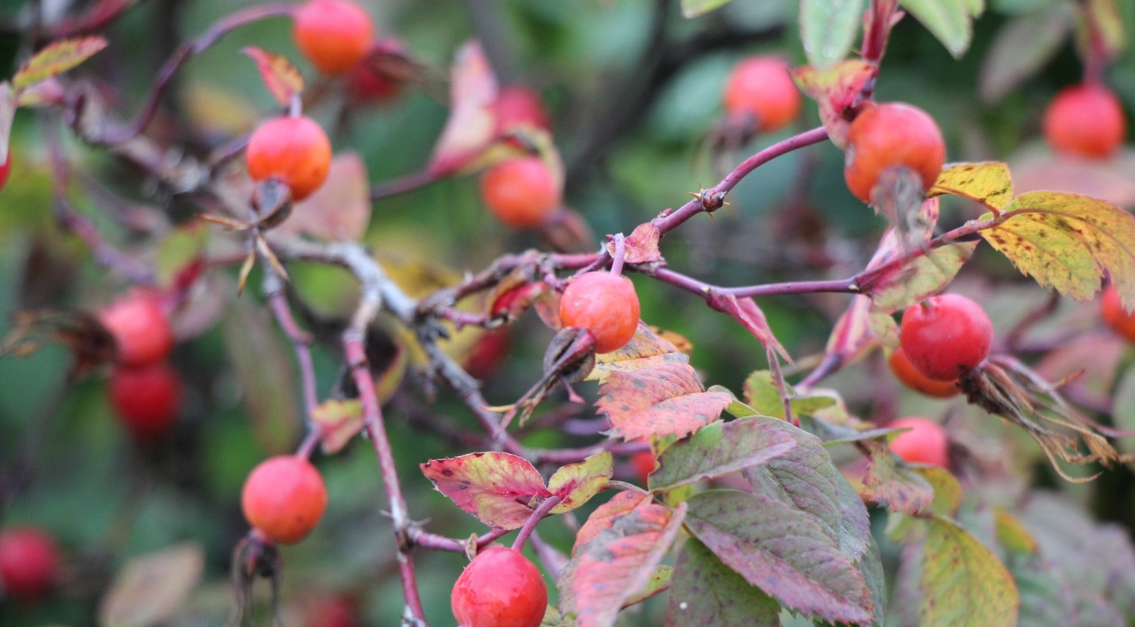 Евгении Сюткиной. "Общественная электронная газета".