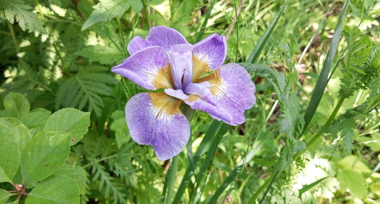 Евгении Сюткиной.