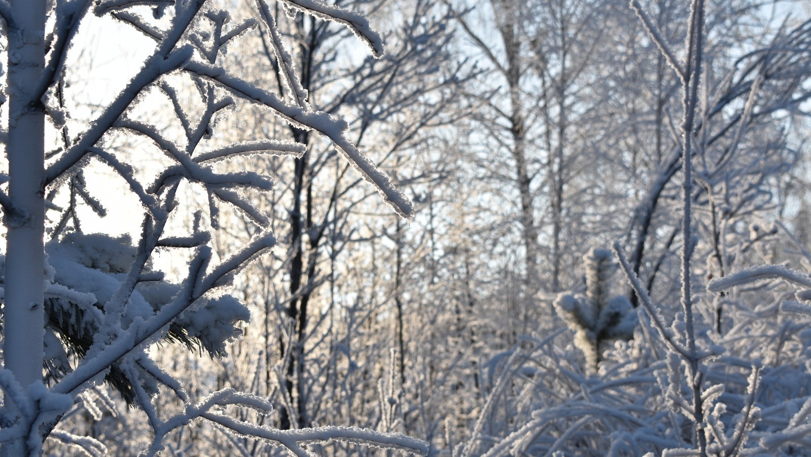 Елены Колоколовой.