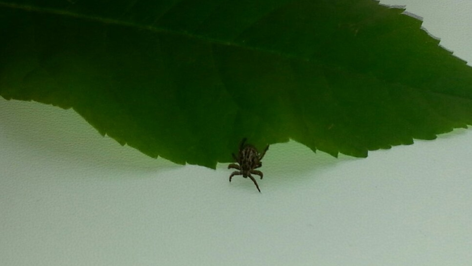 Дарьи Святохиной.